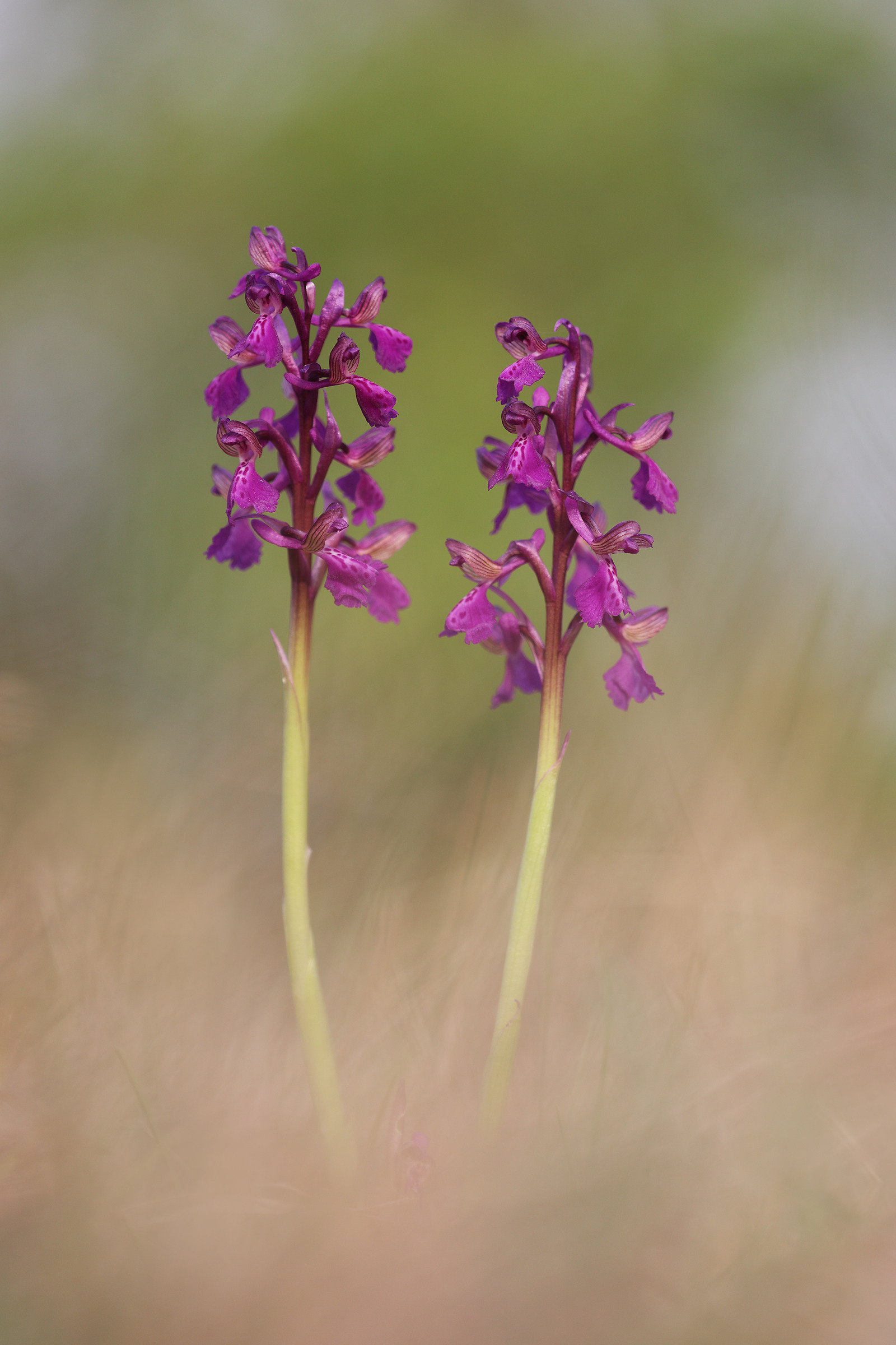 Anacamptis morio