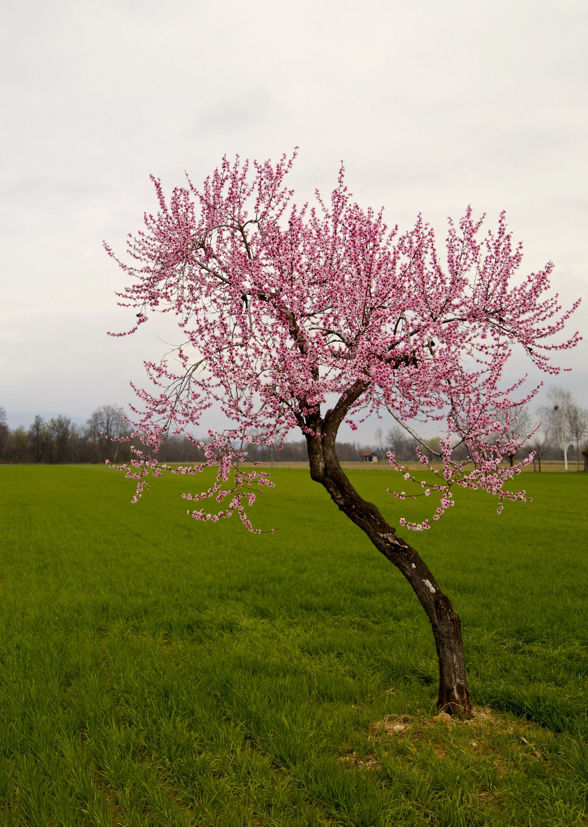 The house in the Peach