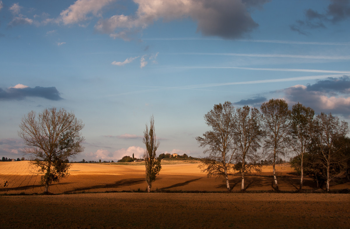 My favorite trees ...