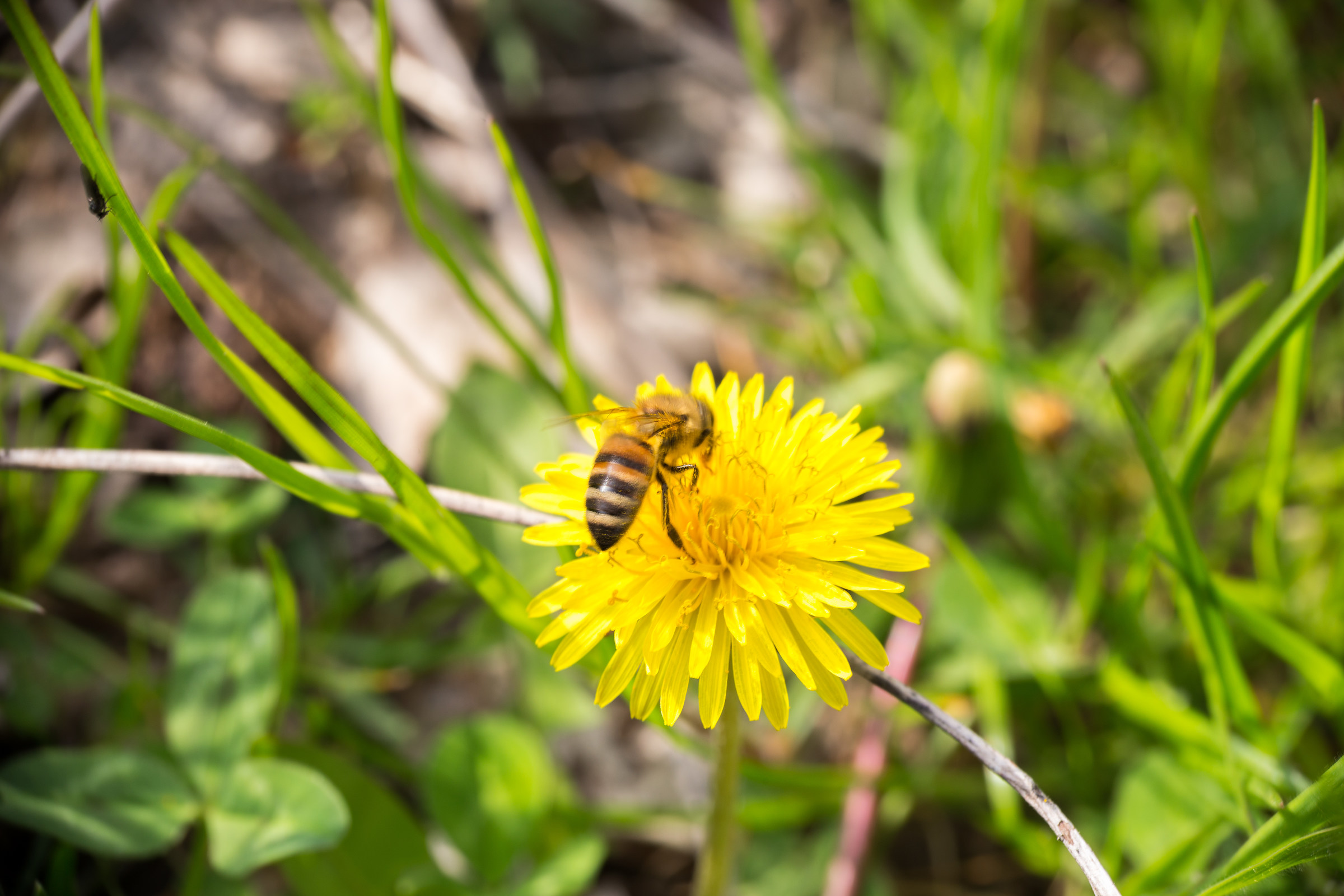 working bee and dandelion