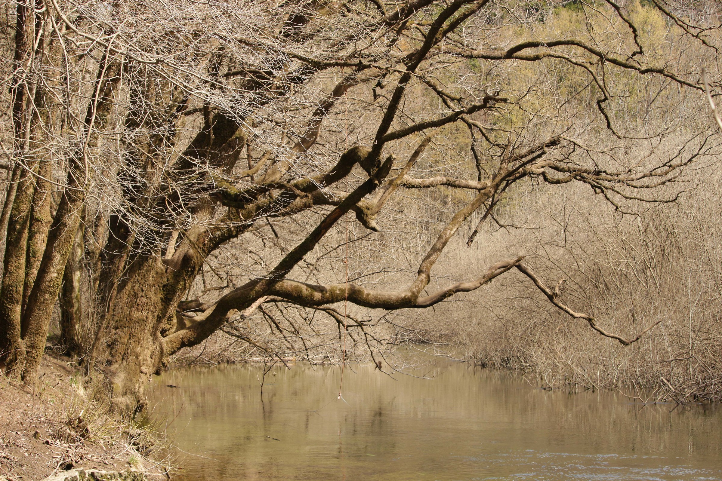 The colors of the forest lake
