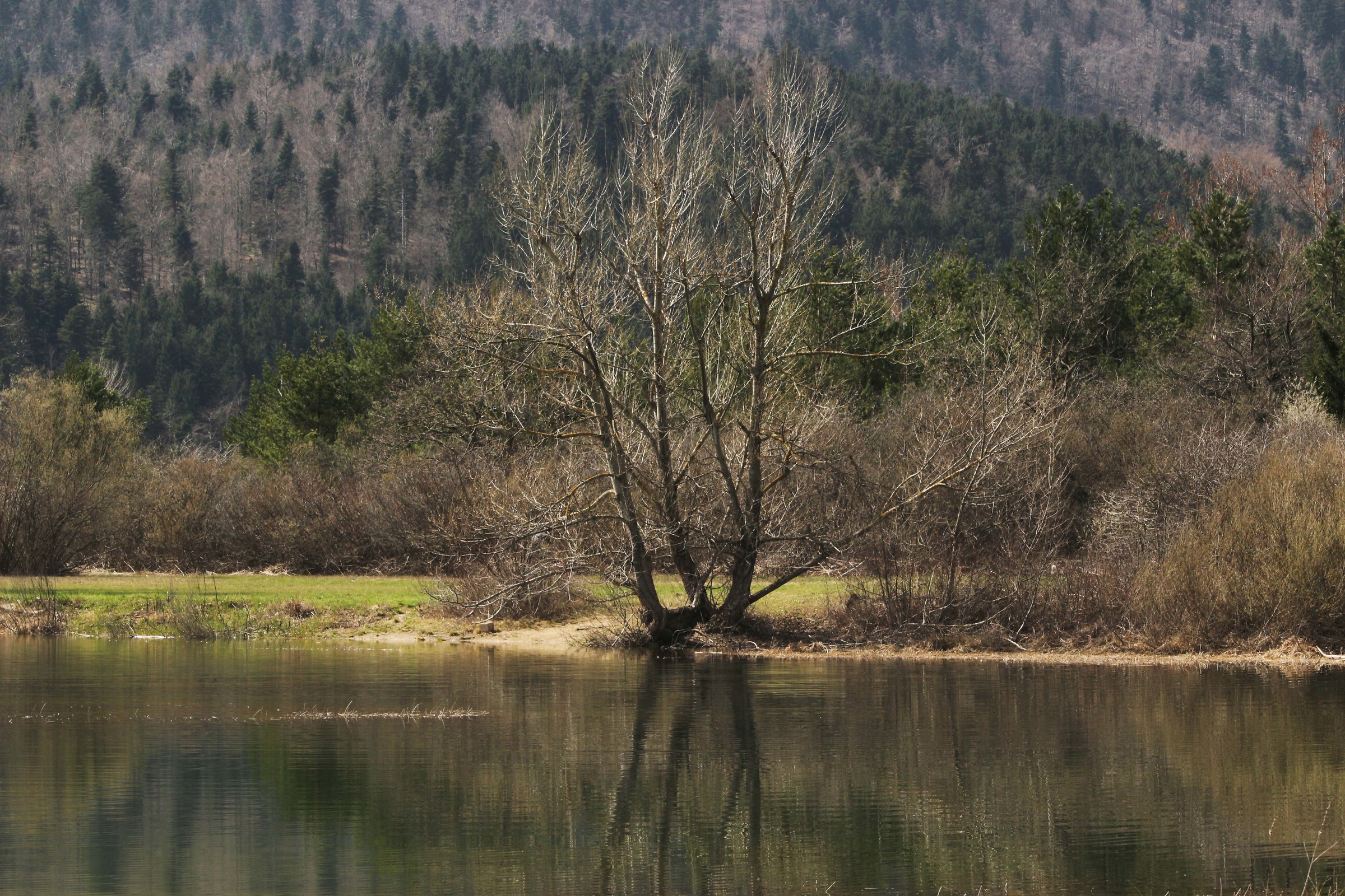 Reflection in the lake