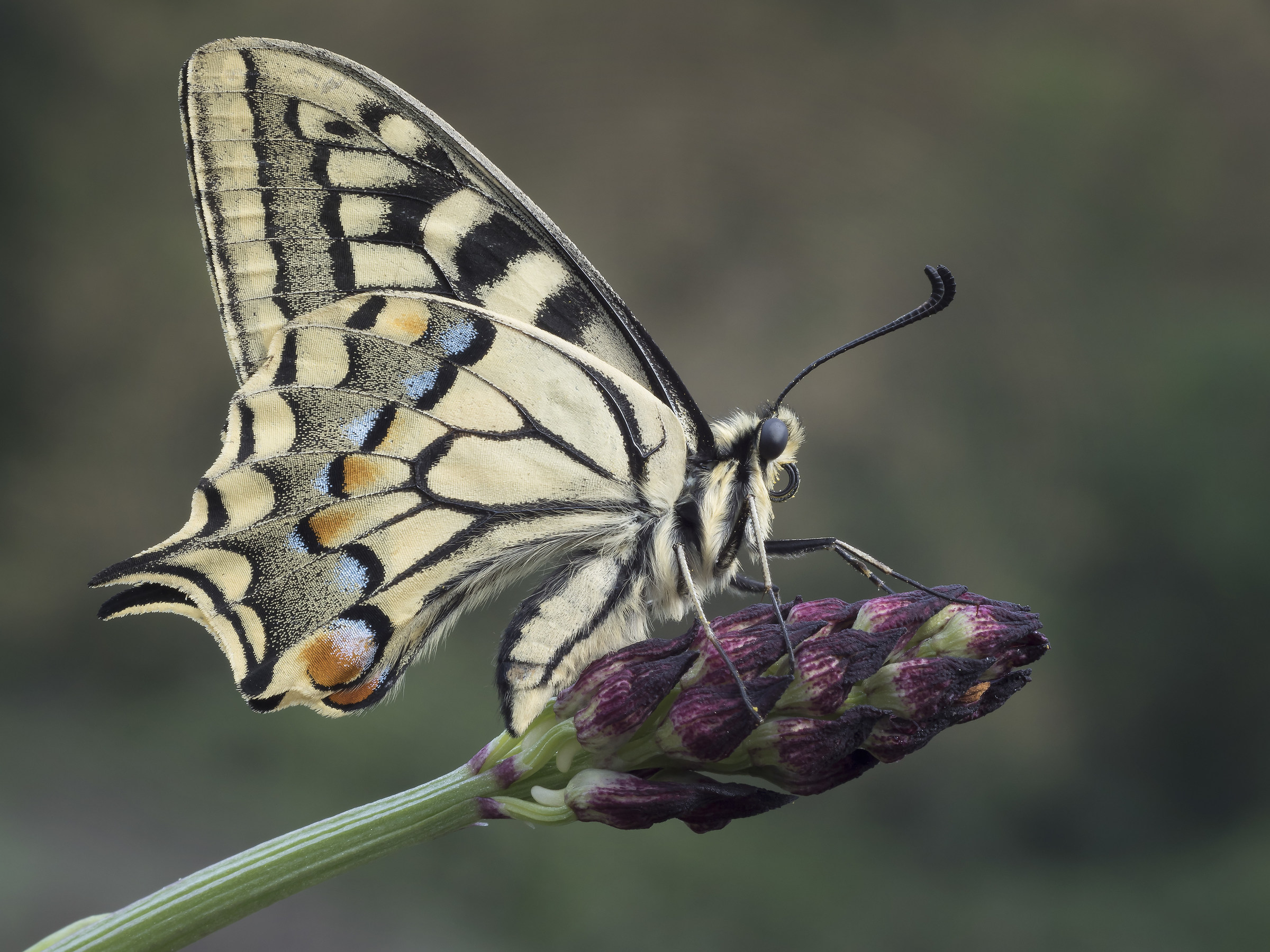Papilio machaon su orchidea