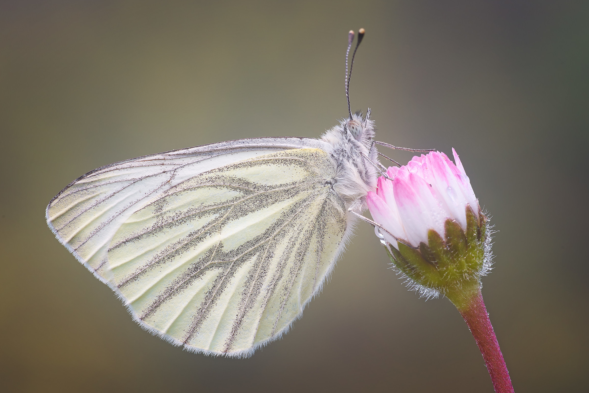 Pieris napi