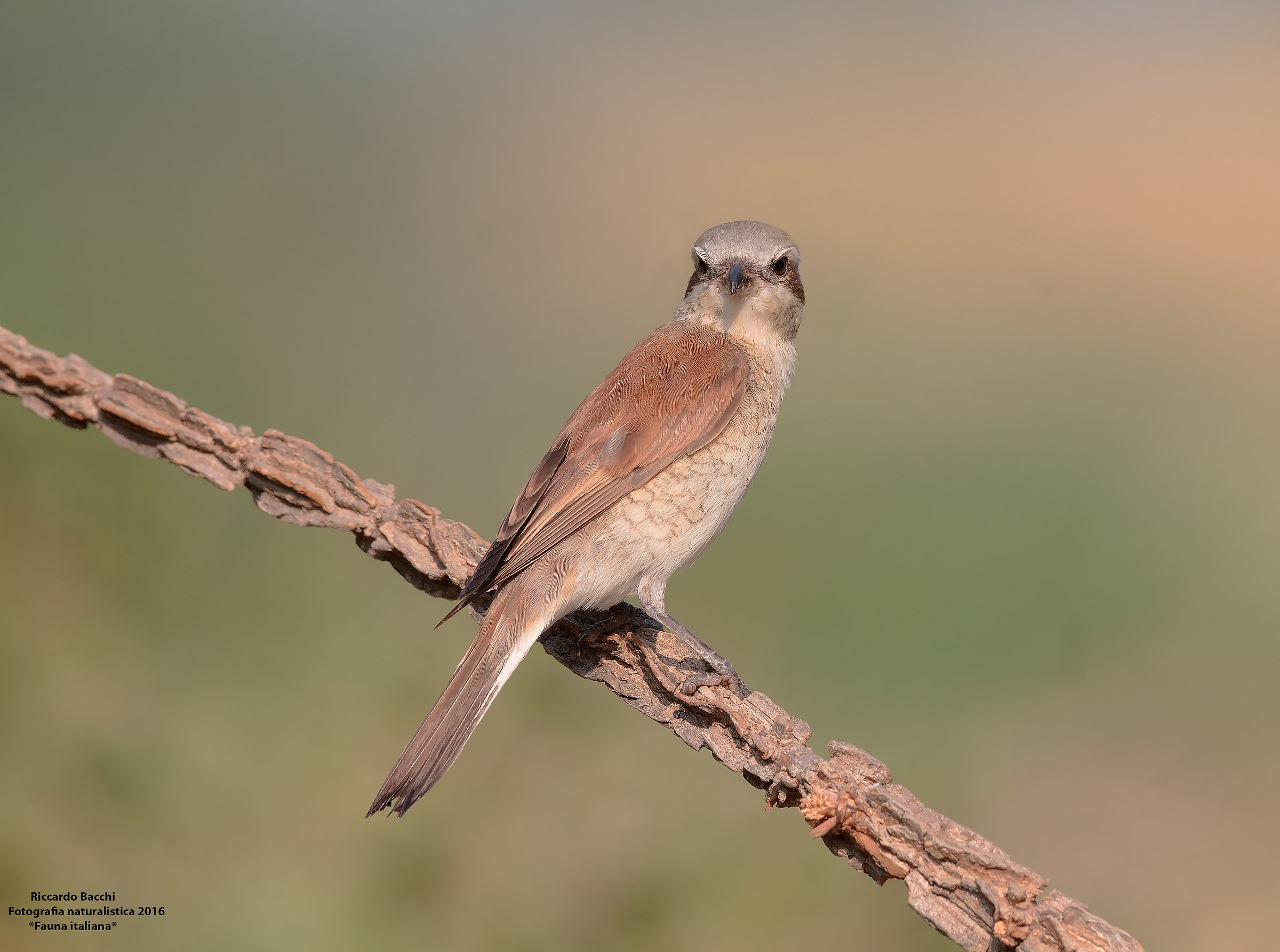 Averla Piccola & Olmo