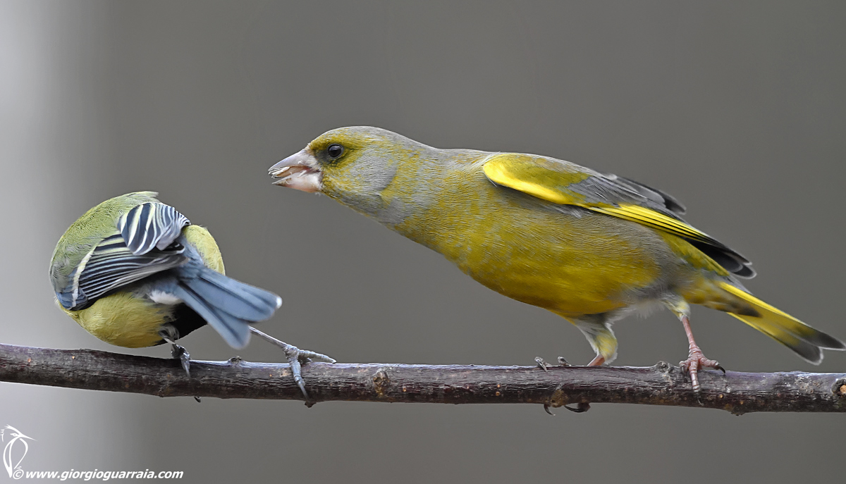 Verdone vs. titmouse