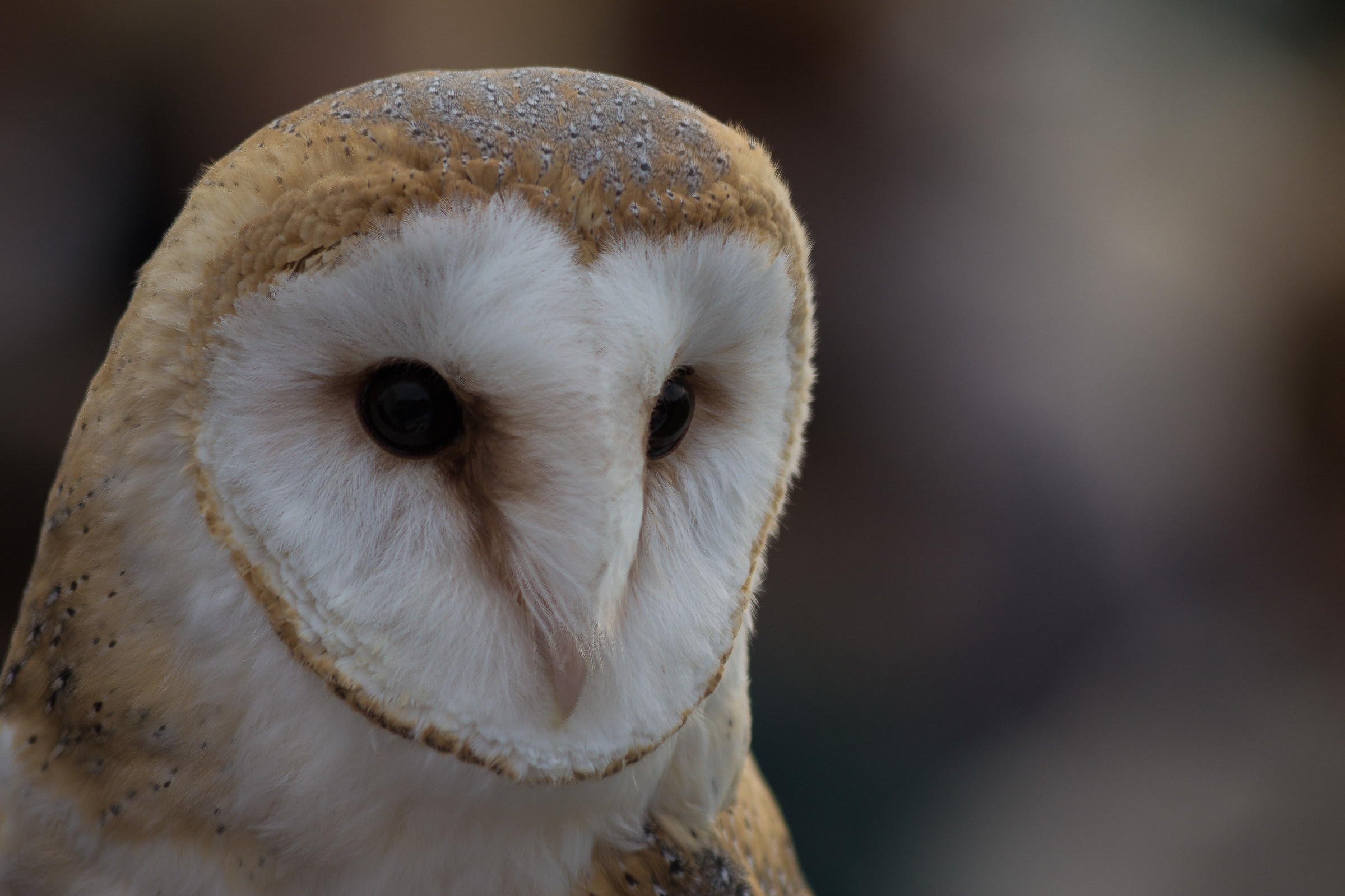Portrait of barn owl