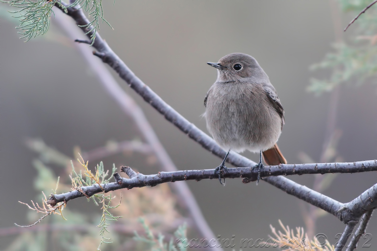 Black Redstart (Phoenicurus ochruros)