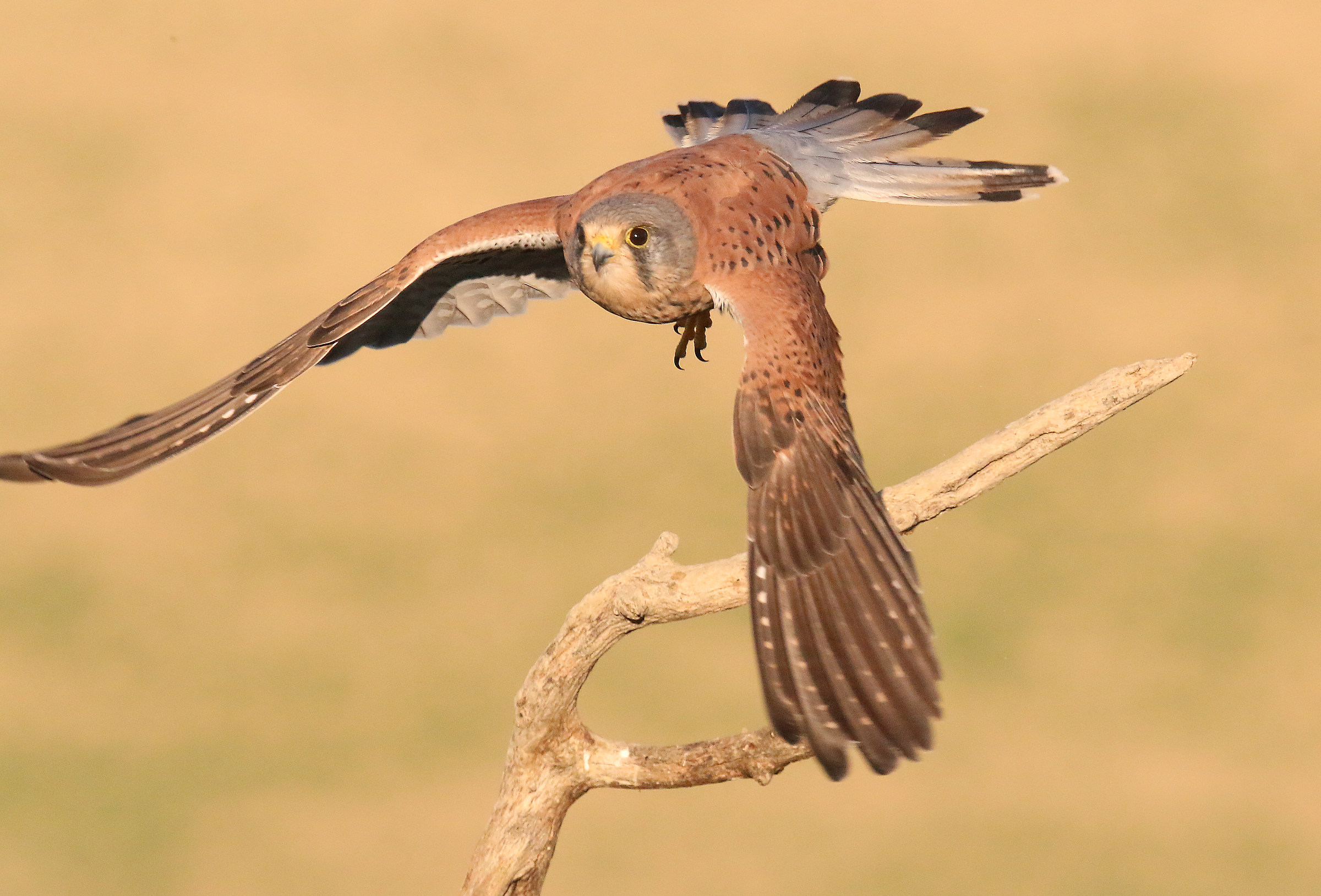 Kestrel