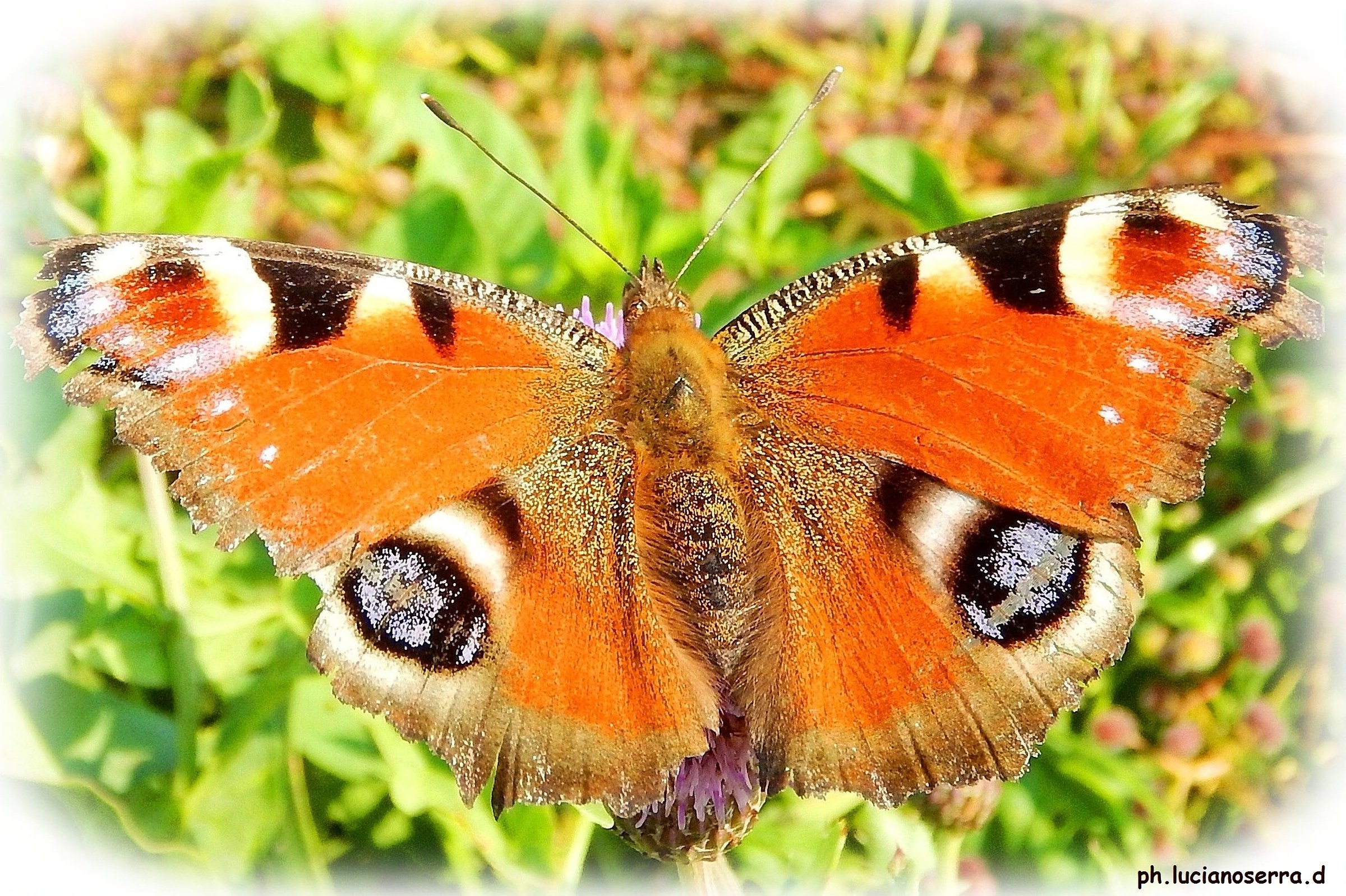 Eye of Peacock ... stale and bruised ...