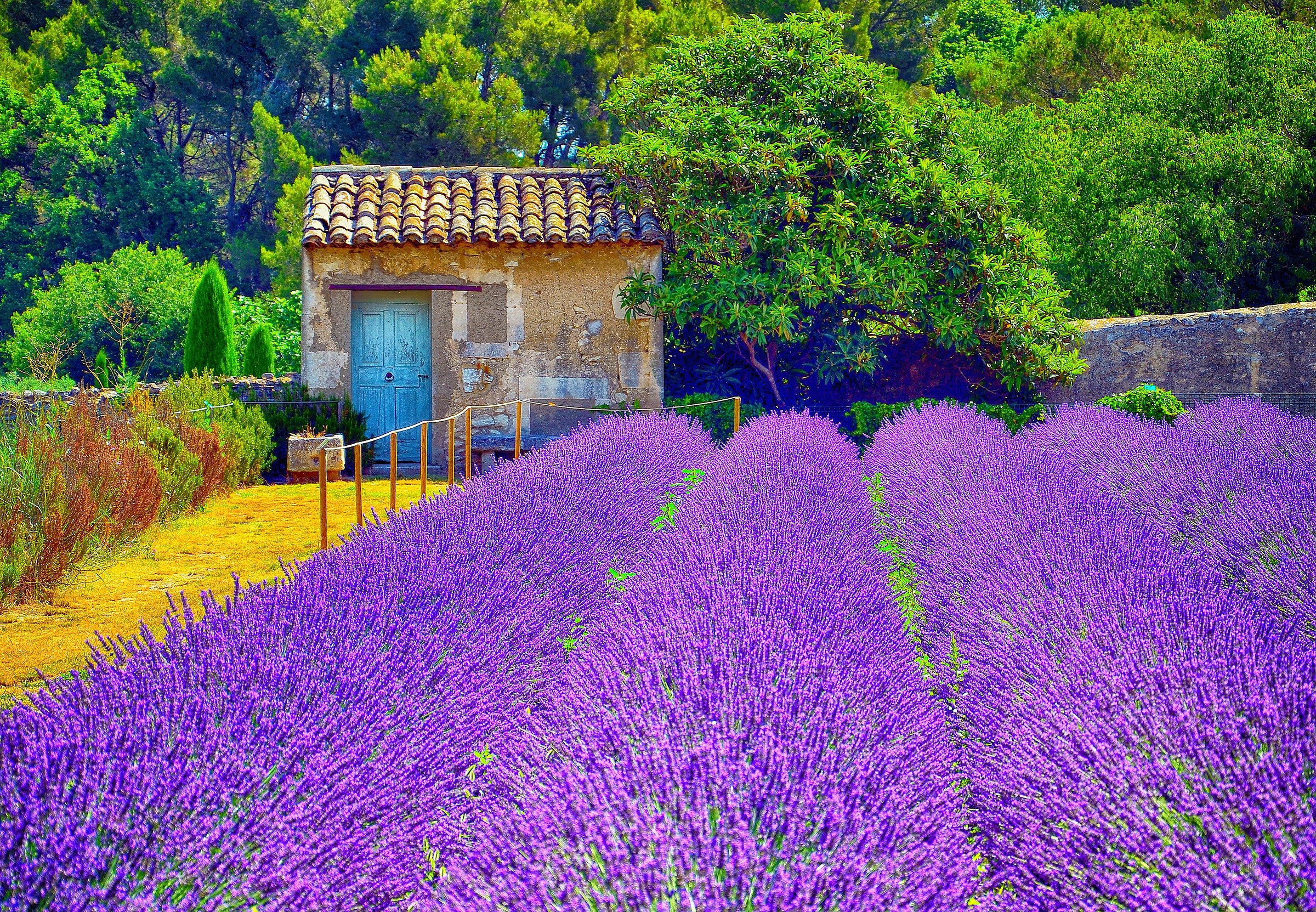Van Gogh Garden (Provence)