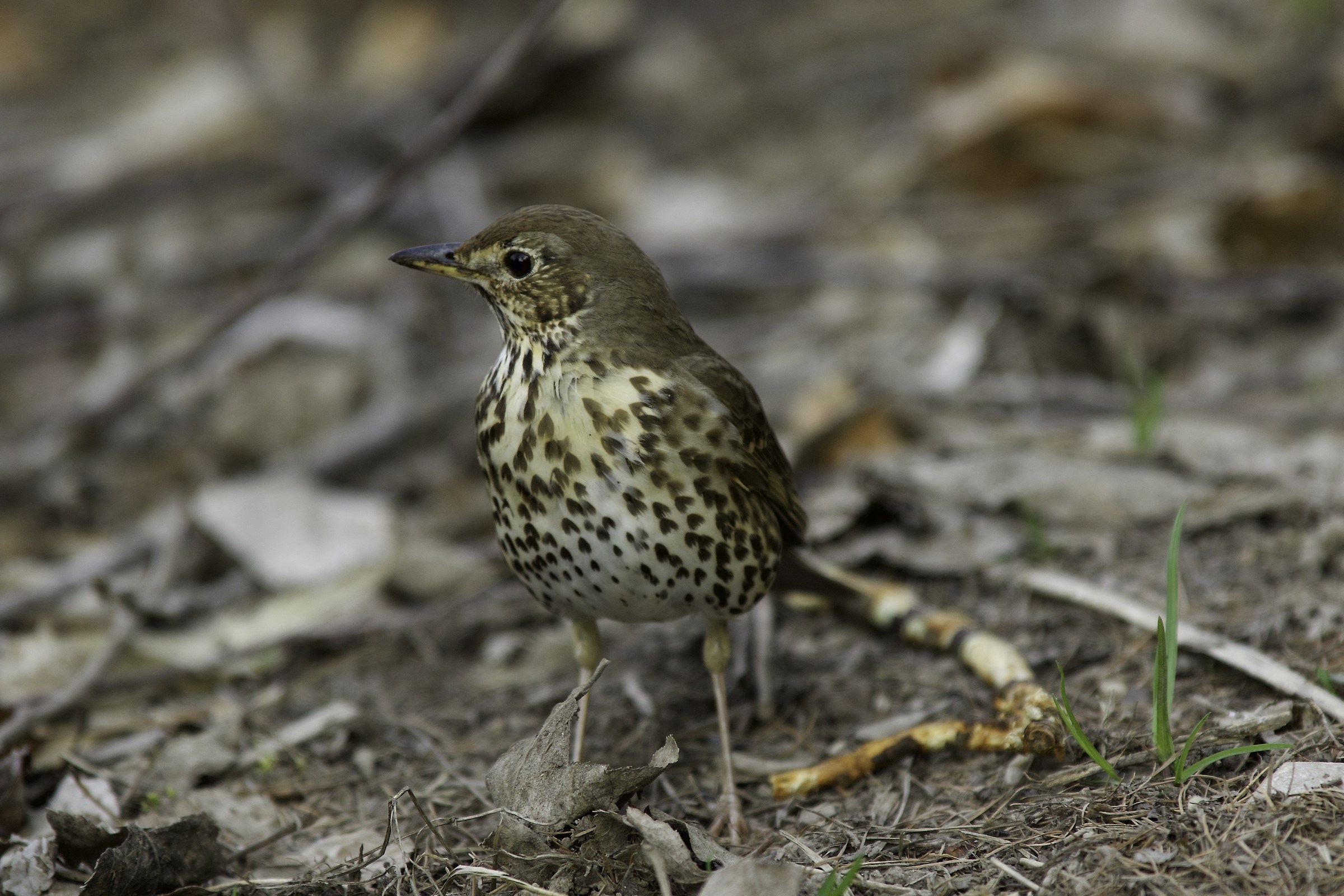Mistle Thrush