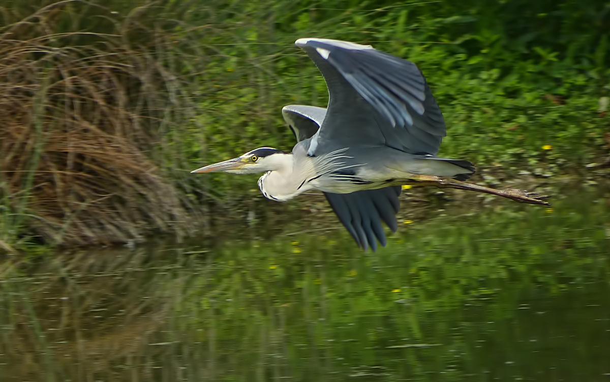 Heron in flight ...
