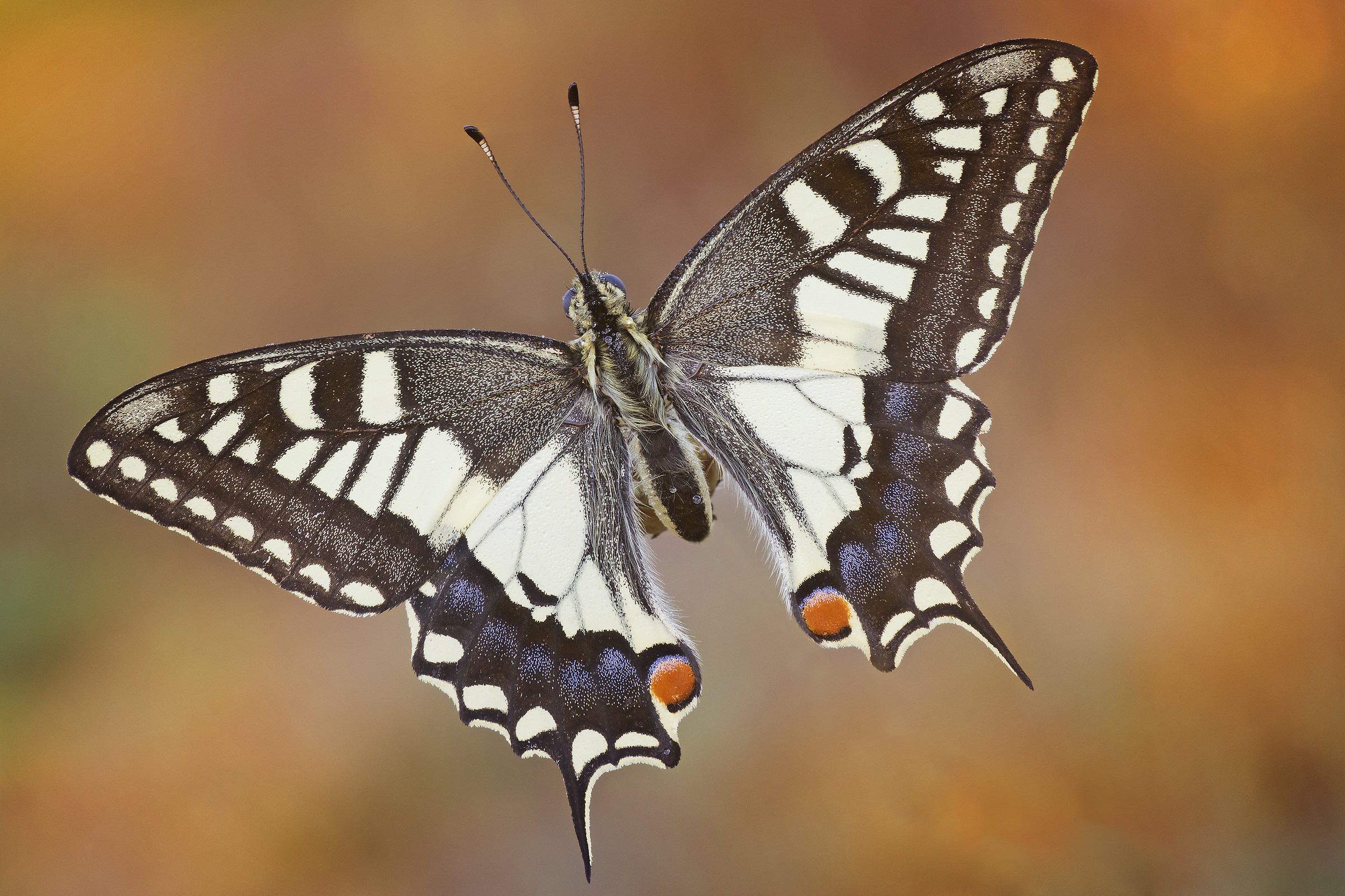 Papilio machaon