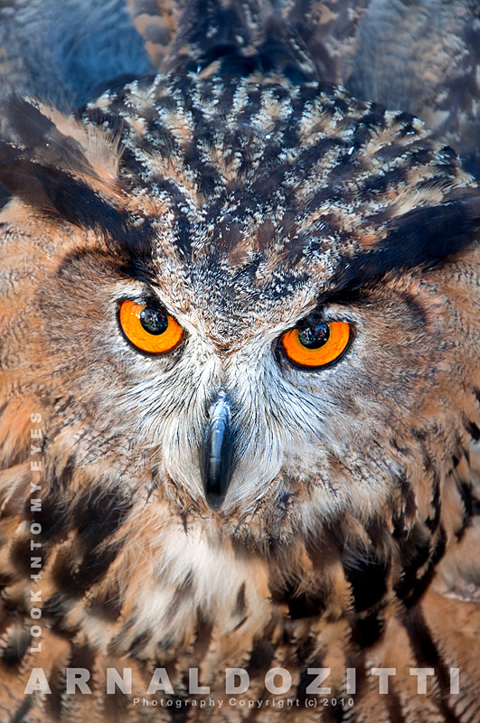 Eagle Owl