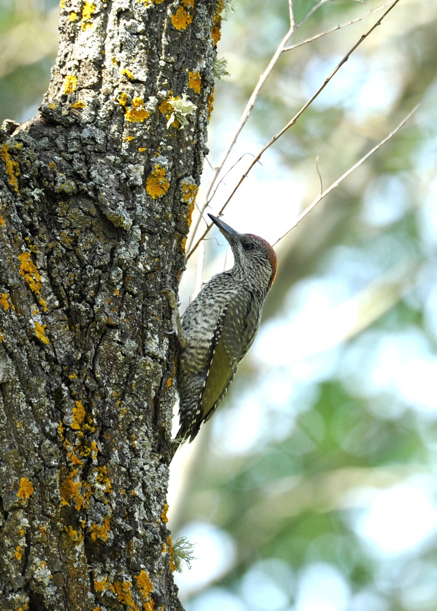 giovane picchio verde
