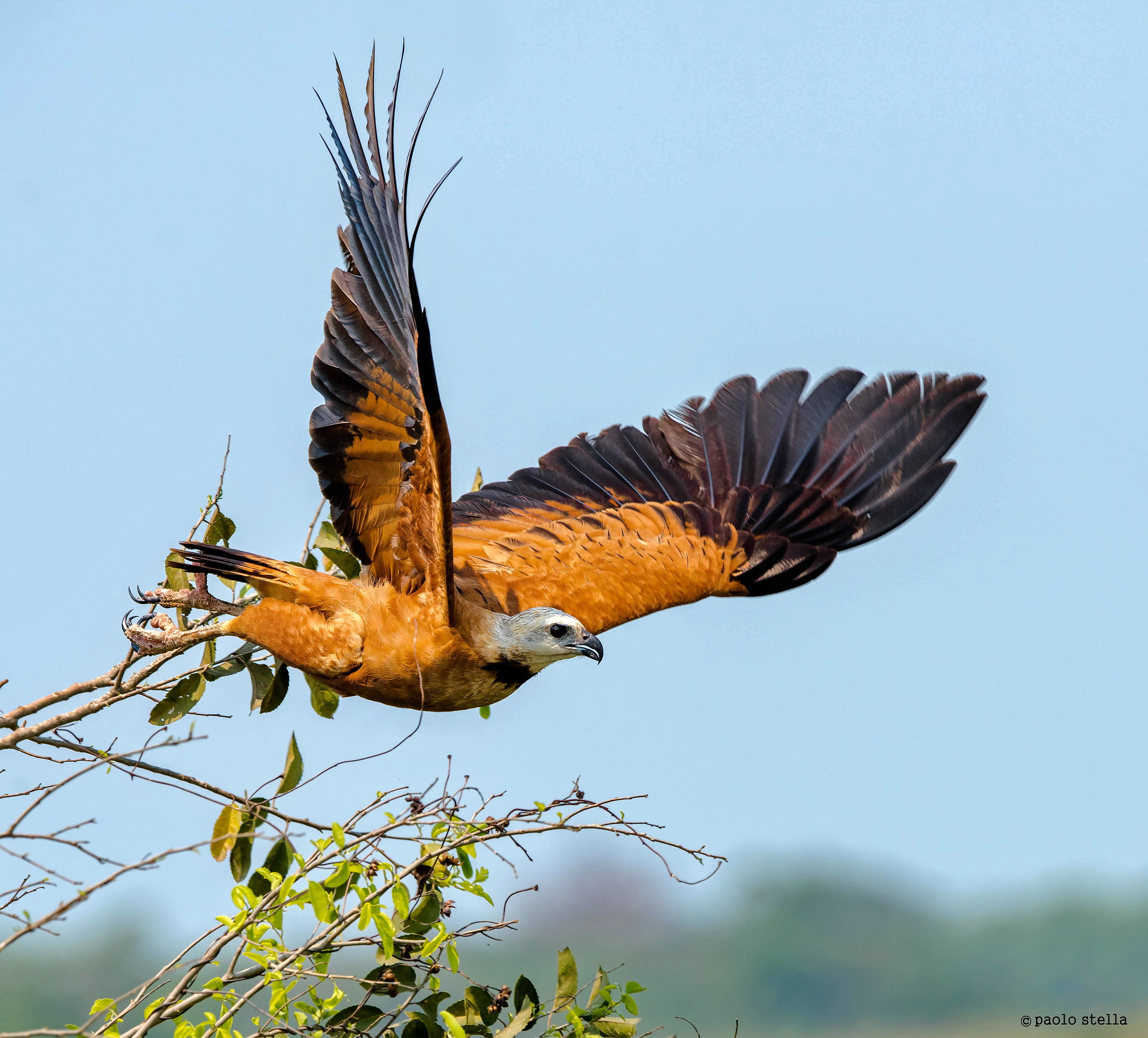 Black-collared hawk-8