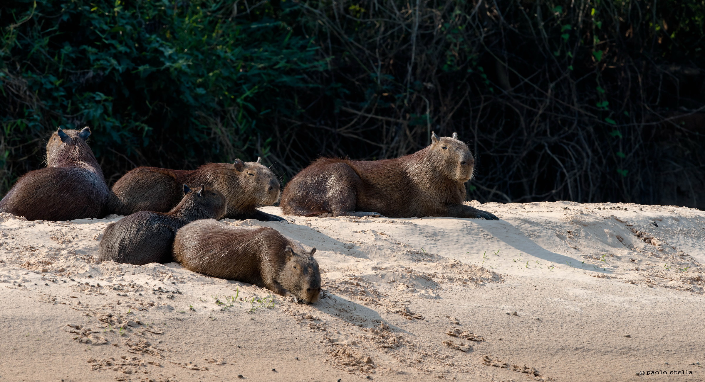capybara - family on the shore