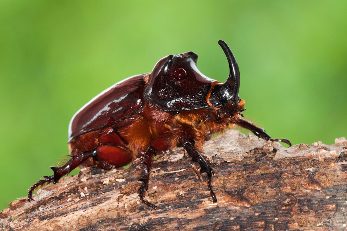 The Rhino ..................