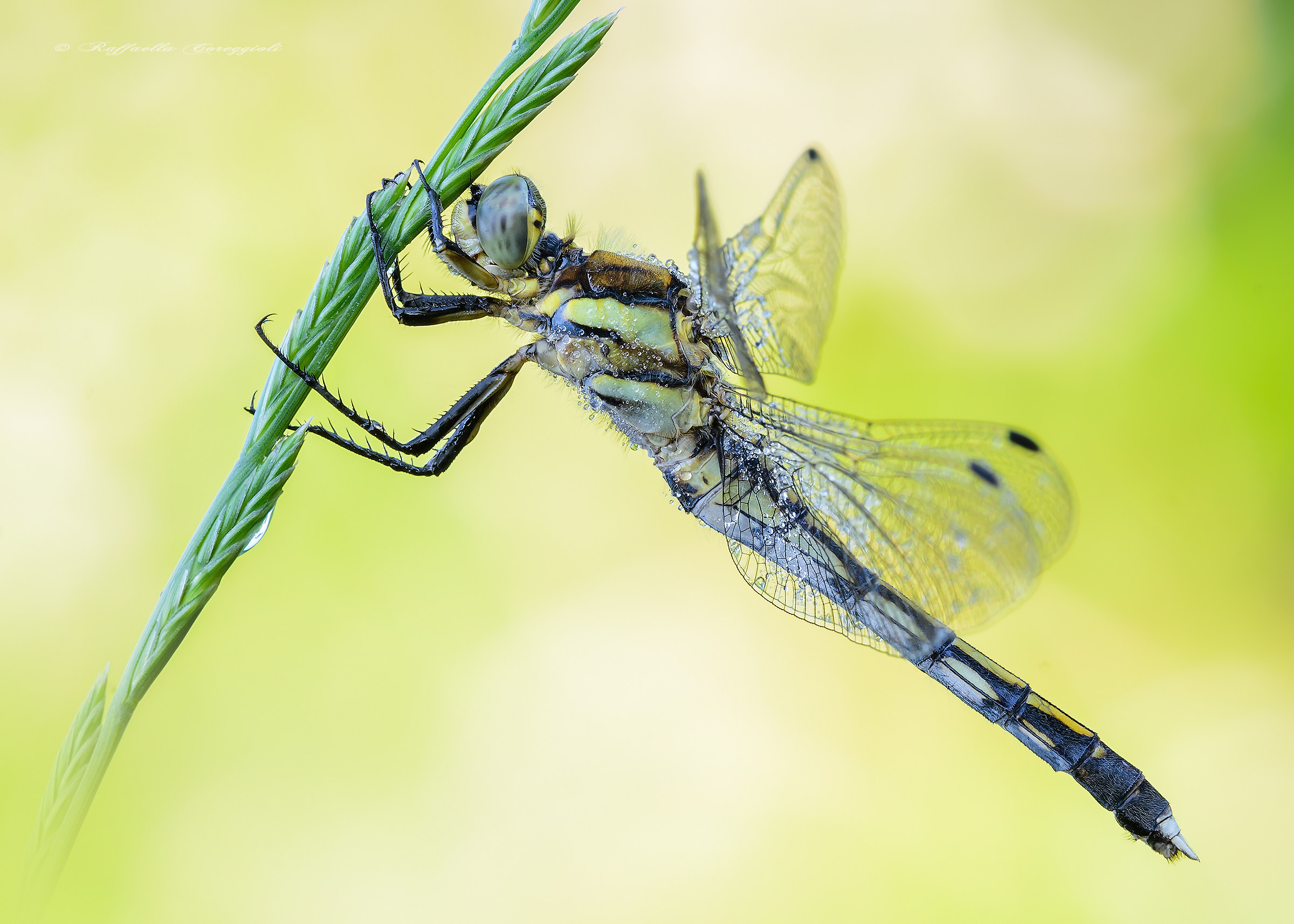 orthetrum albystilum