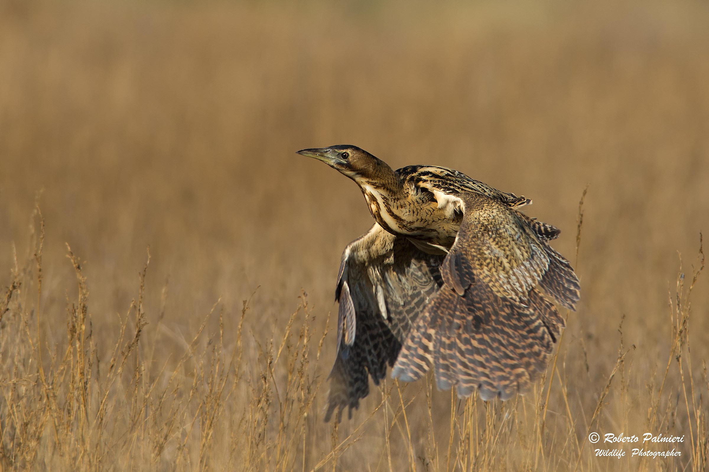 Bittern (Botaurus Stellaris) The Cut