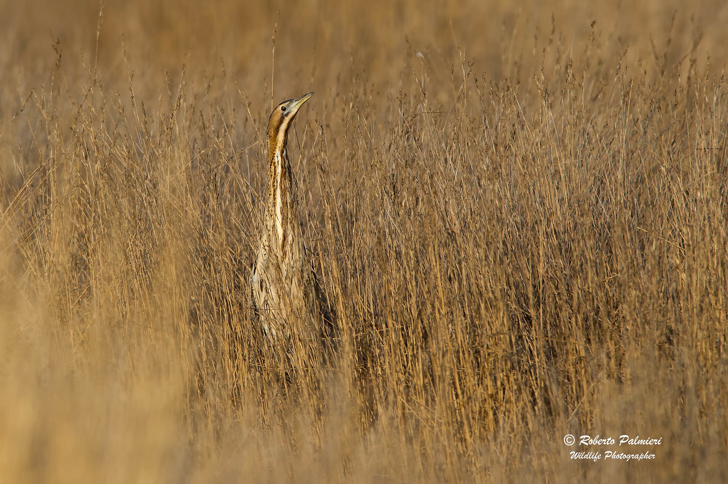 Bittern (Botaurus Stellaris) Mimicry almost perfect