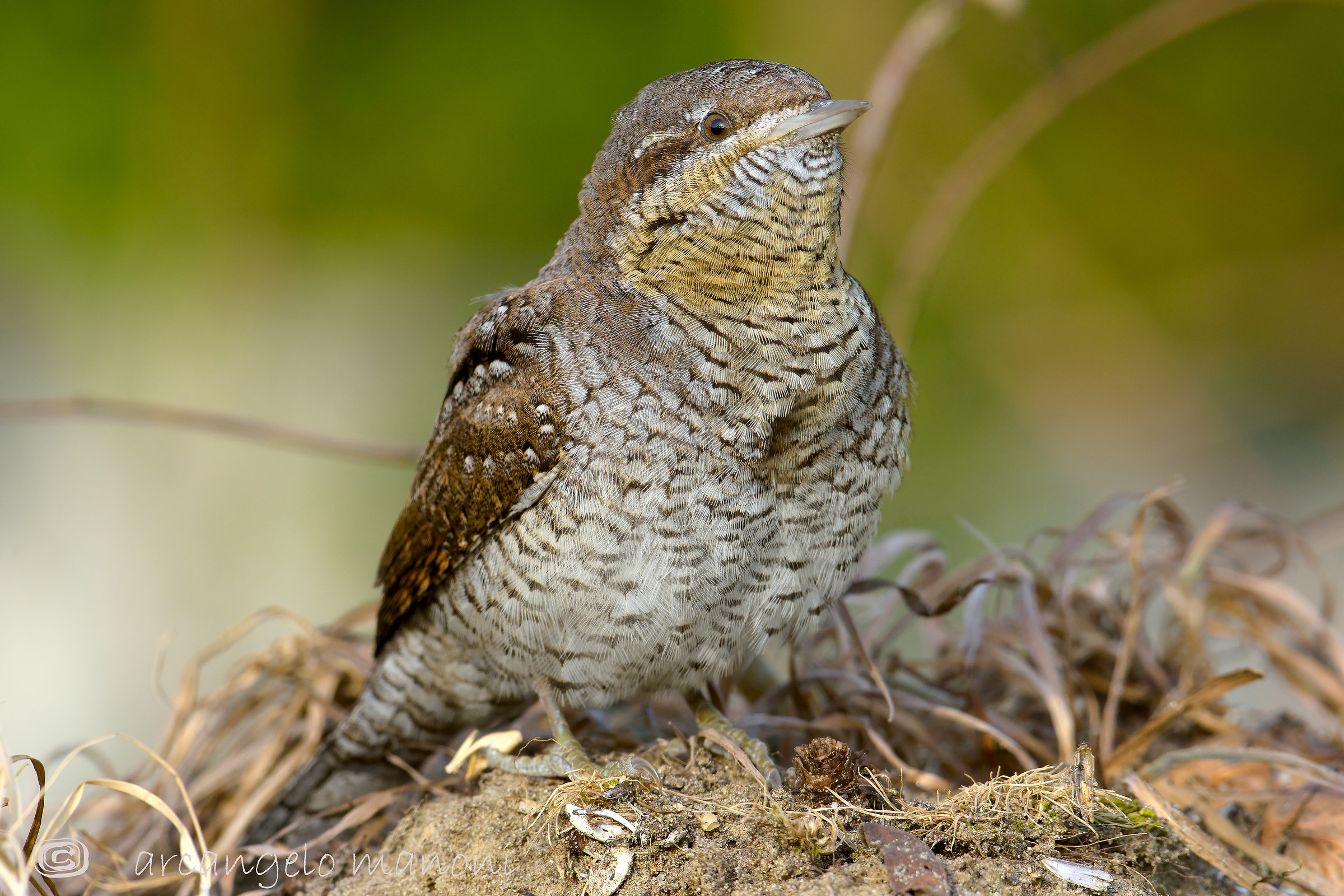 One morning, a stiff neck