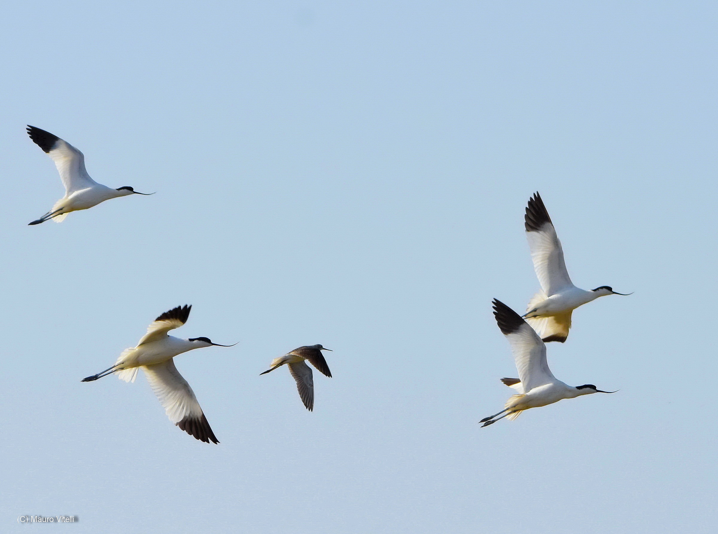 An intruder among us (pantana)