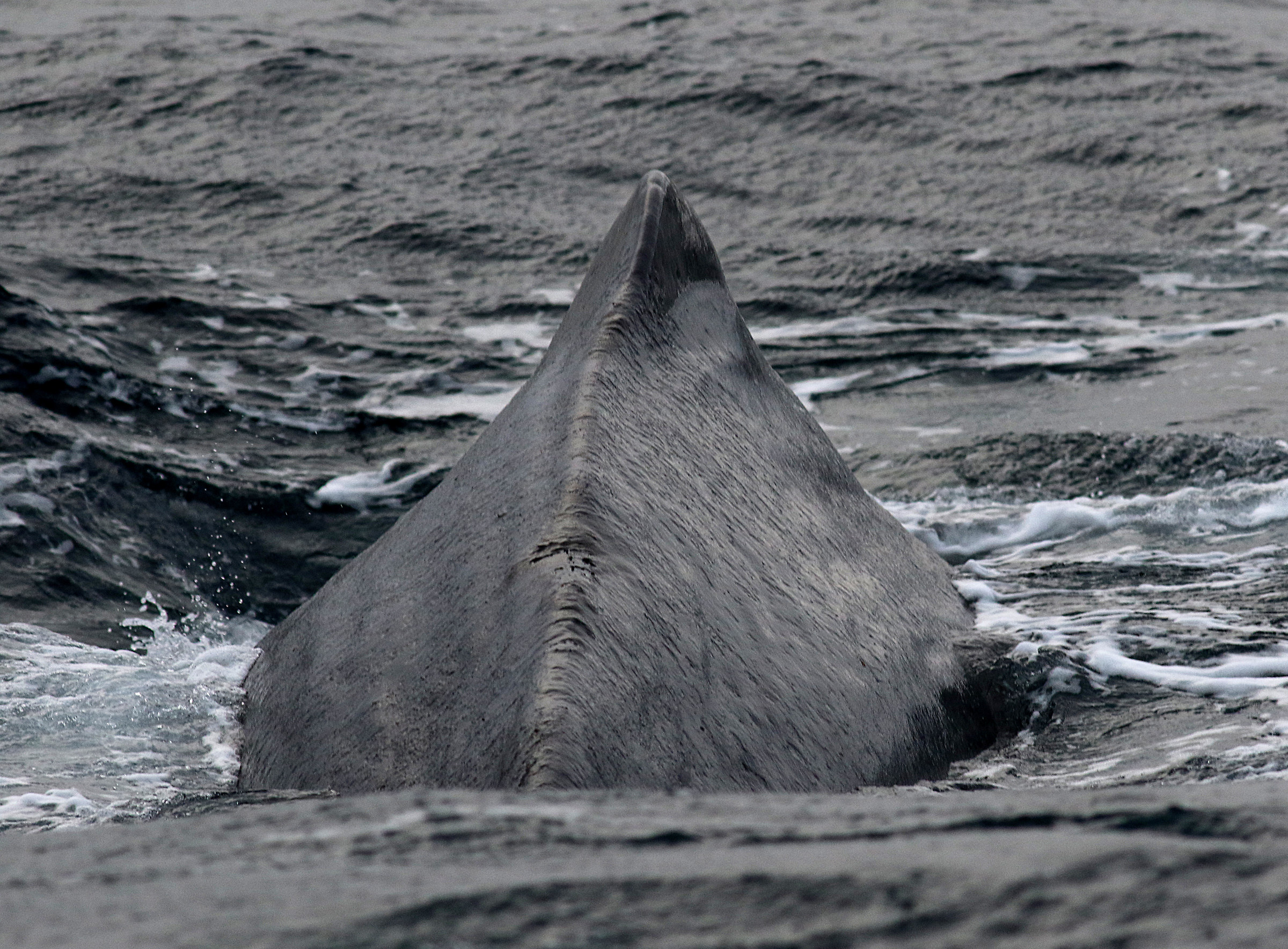 Norvegia- Isole Vesteralen.