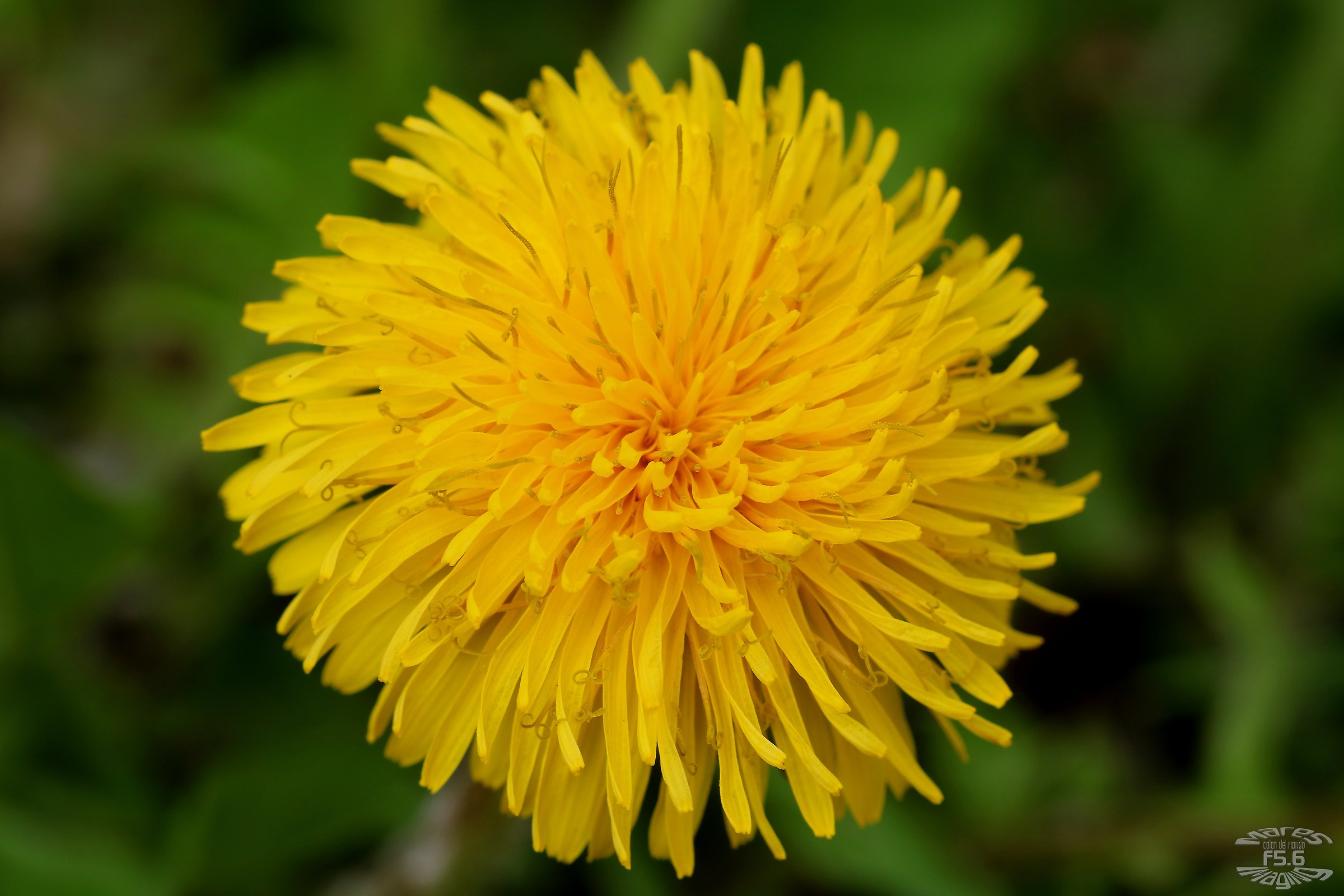 I do not camouflaged in the field ....