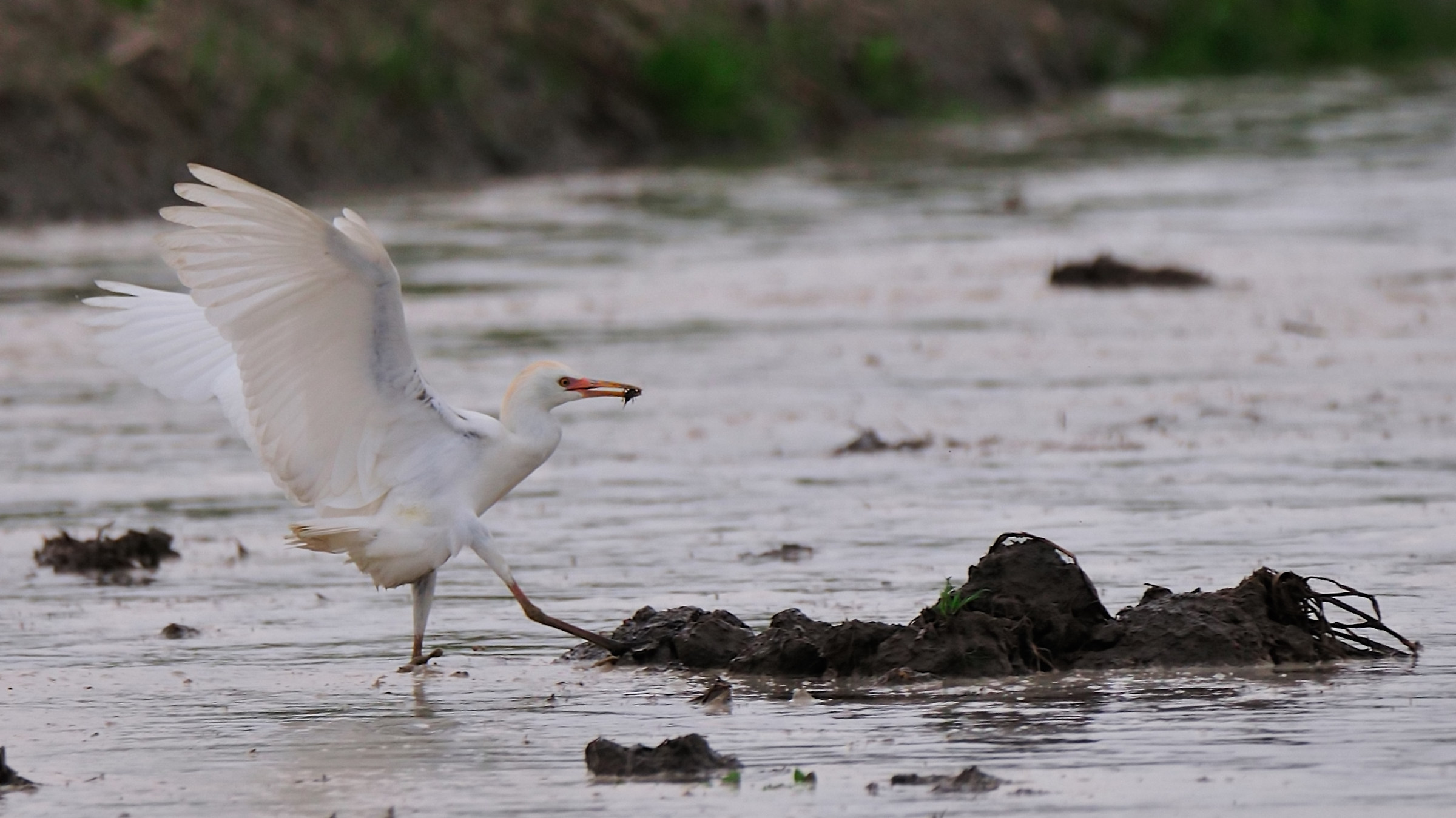 cattle egret