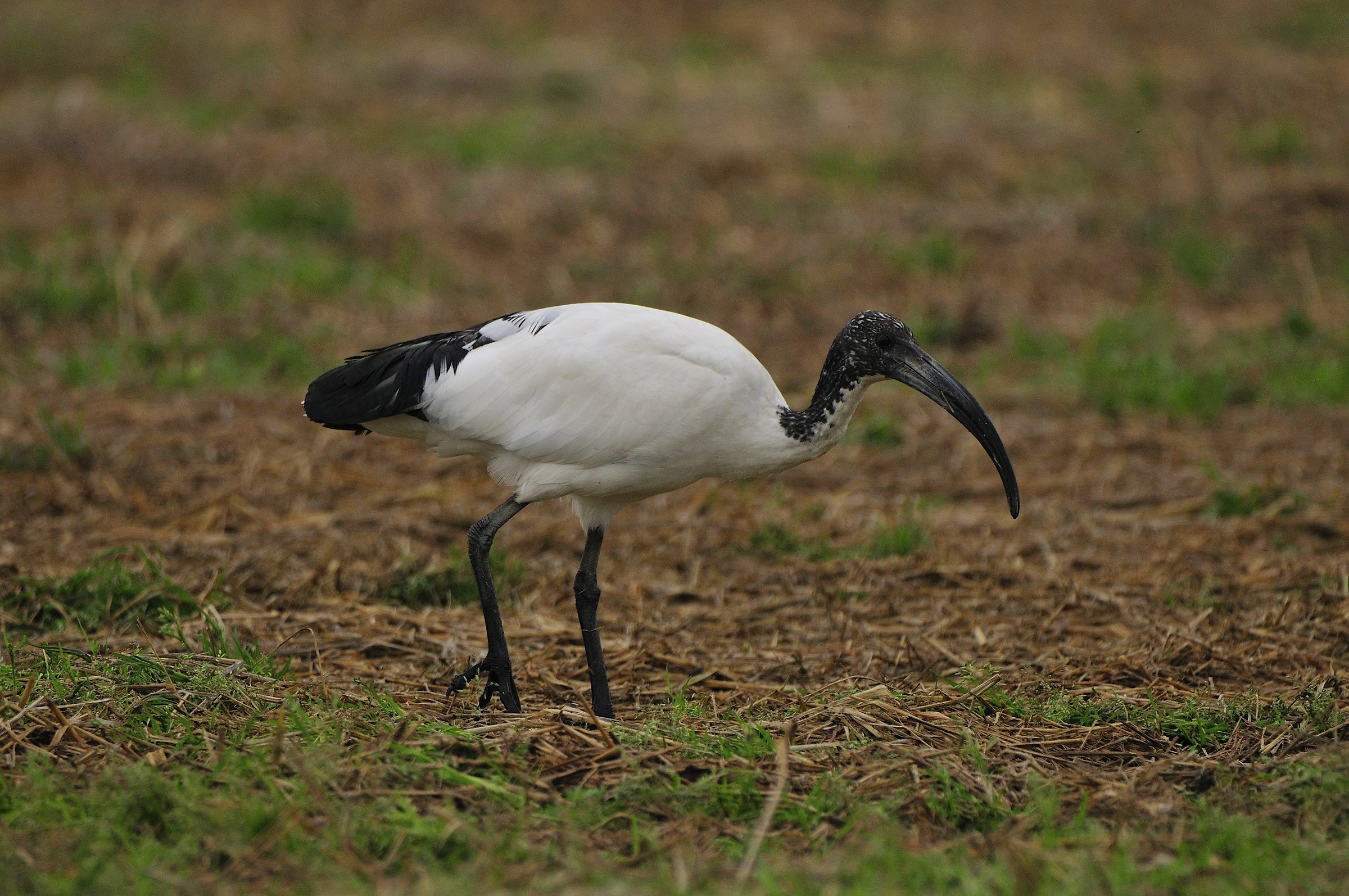 sacred ibis