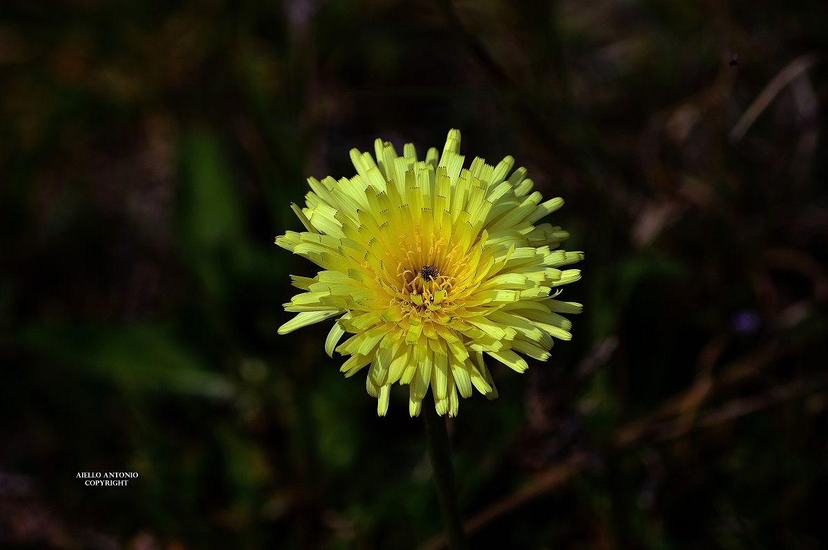 Taraxacum officinale