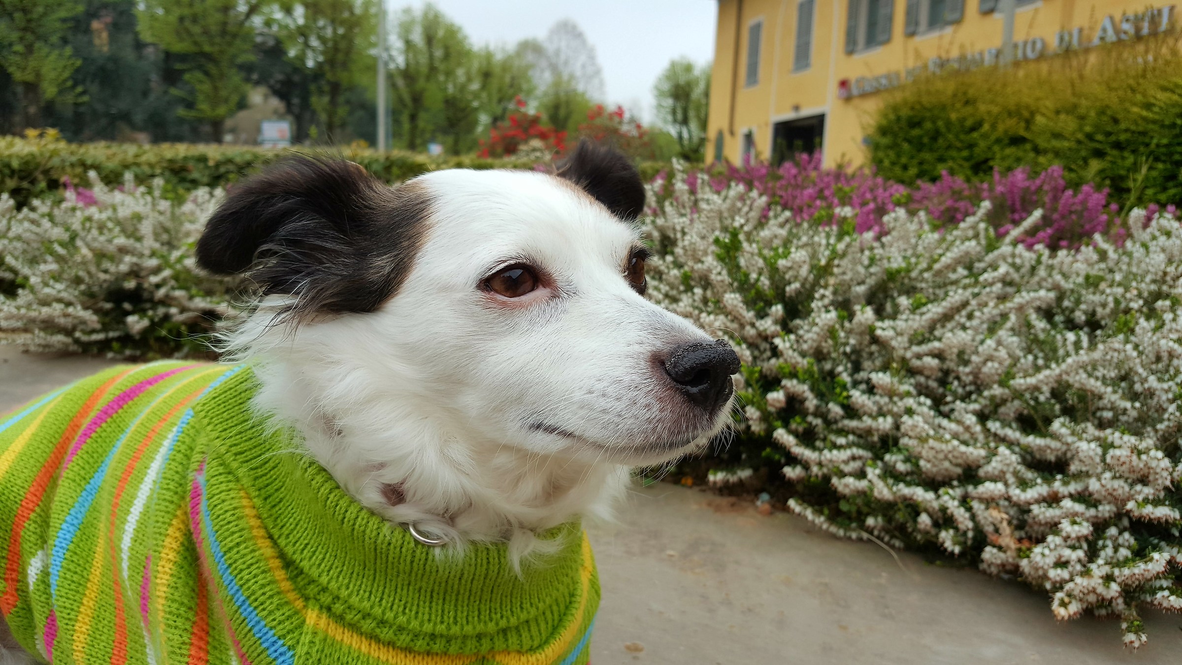 A flower among flowers