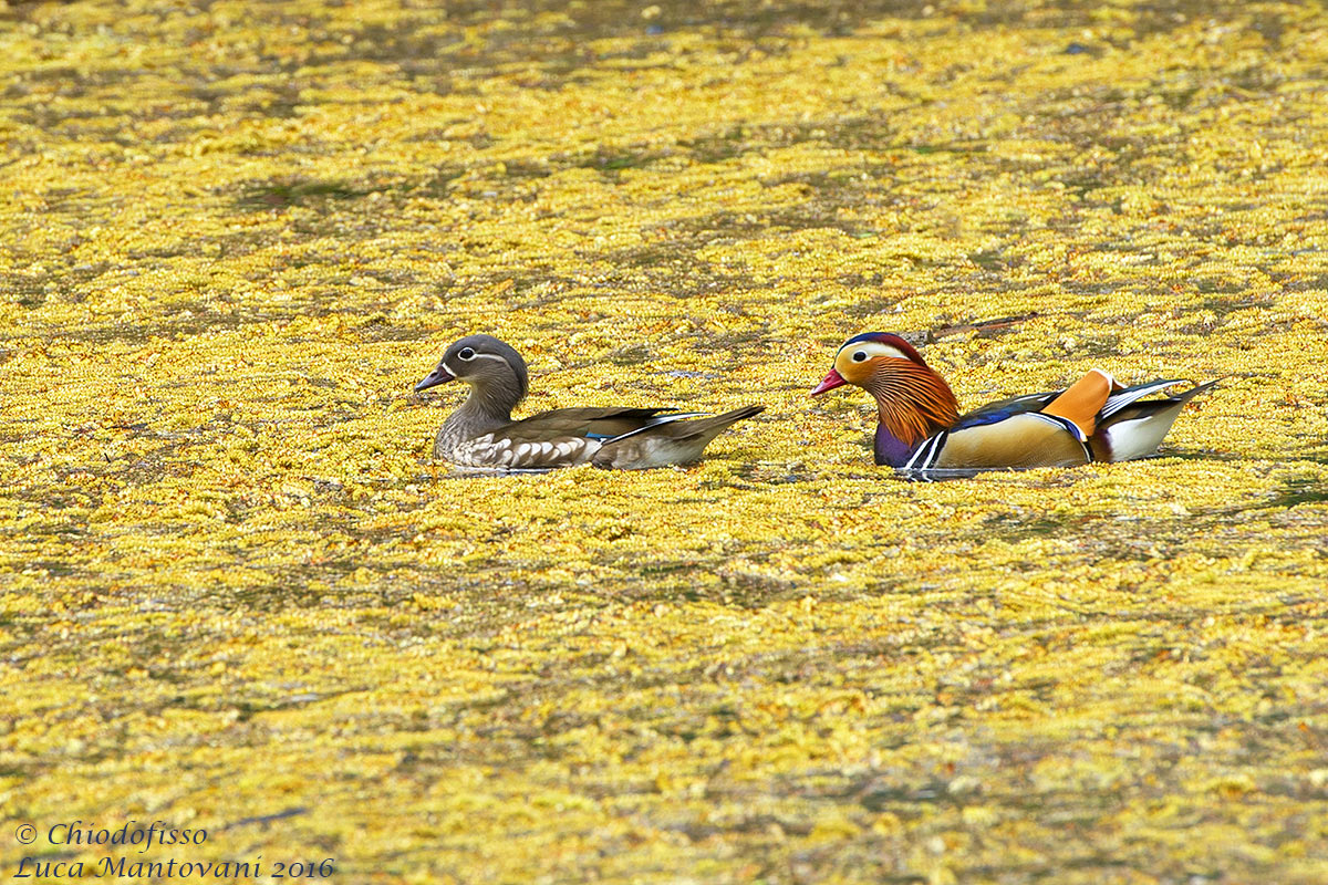 Uno specchio di colore
