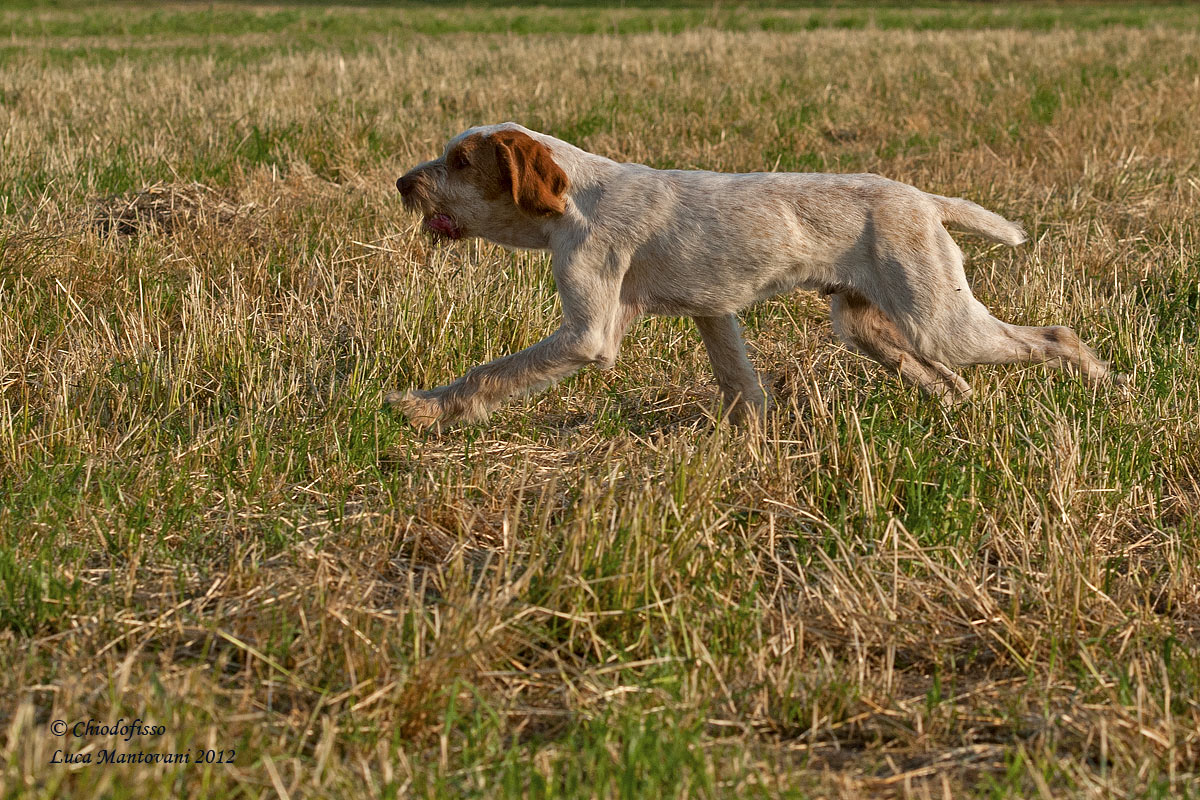 Spinone bianco arancio al trotto