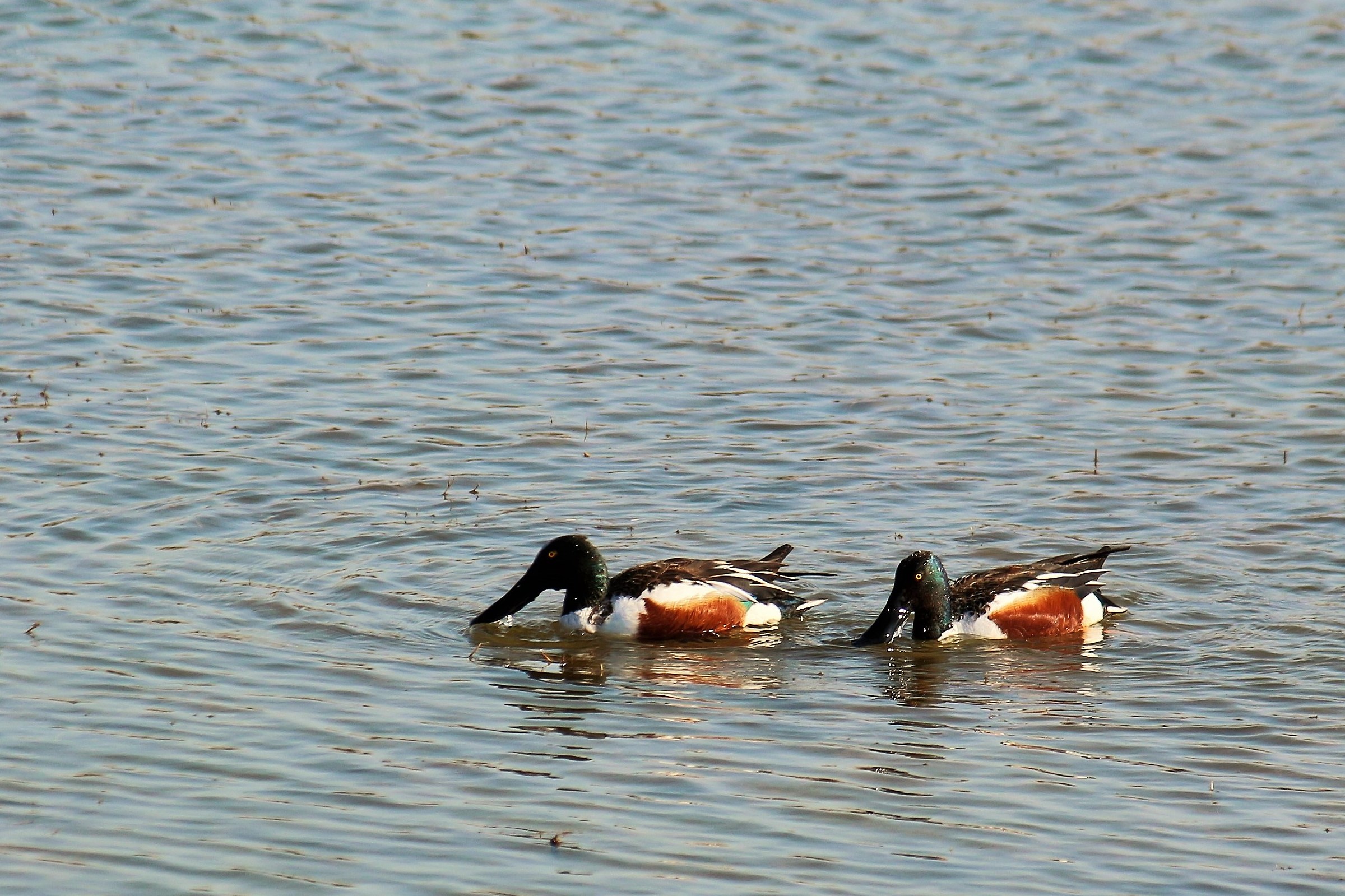 male Shoveler