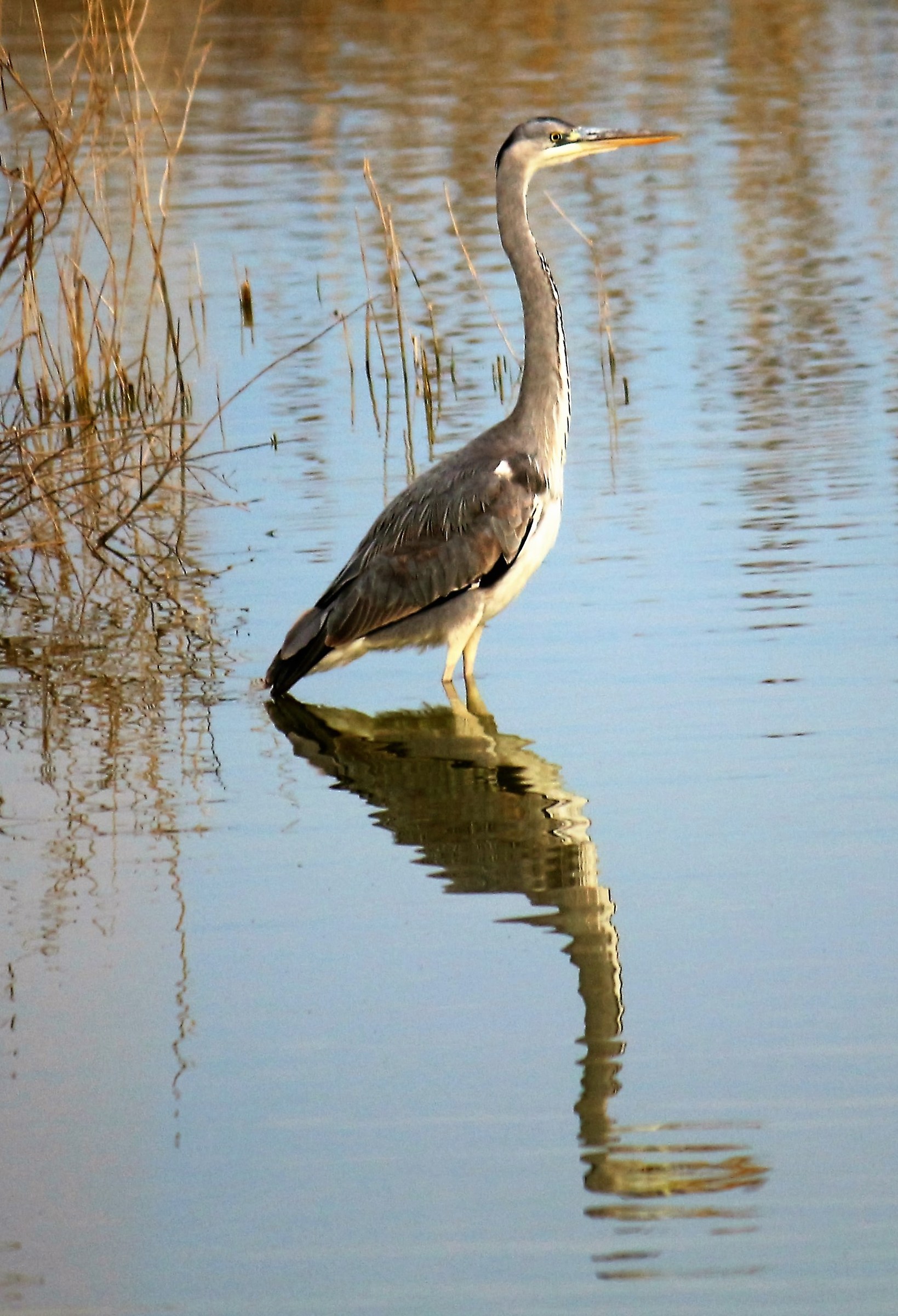 Grey Heron