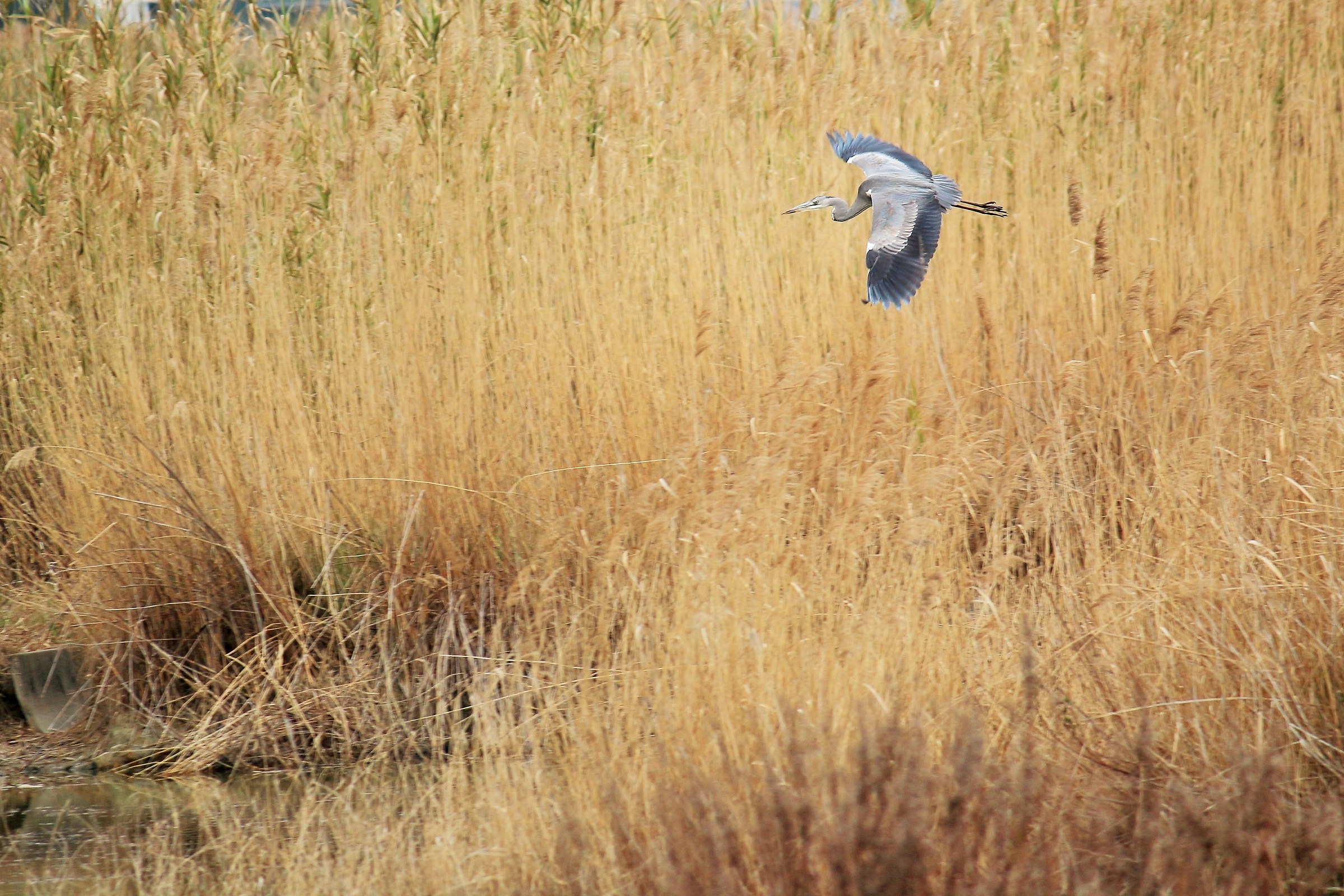 Flight of a heron
