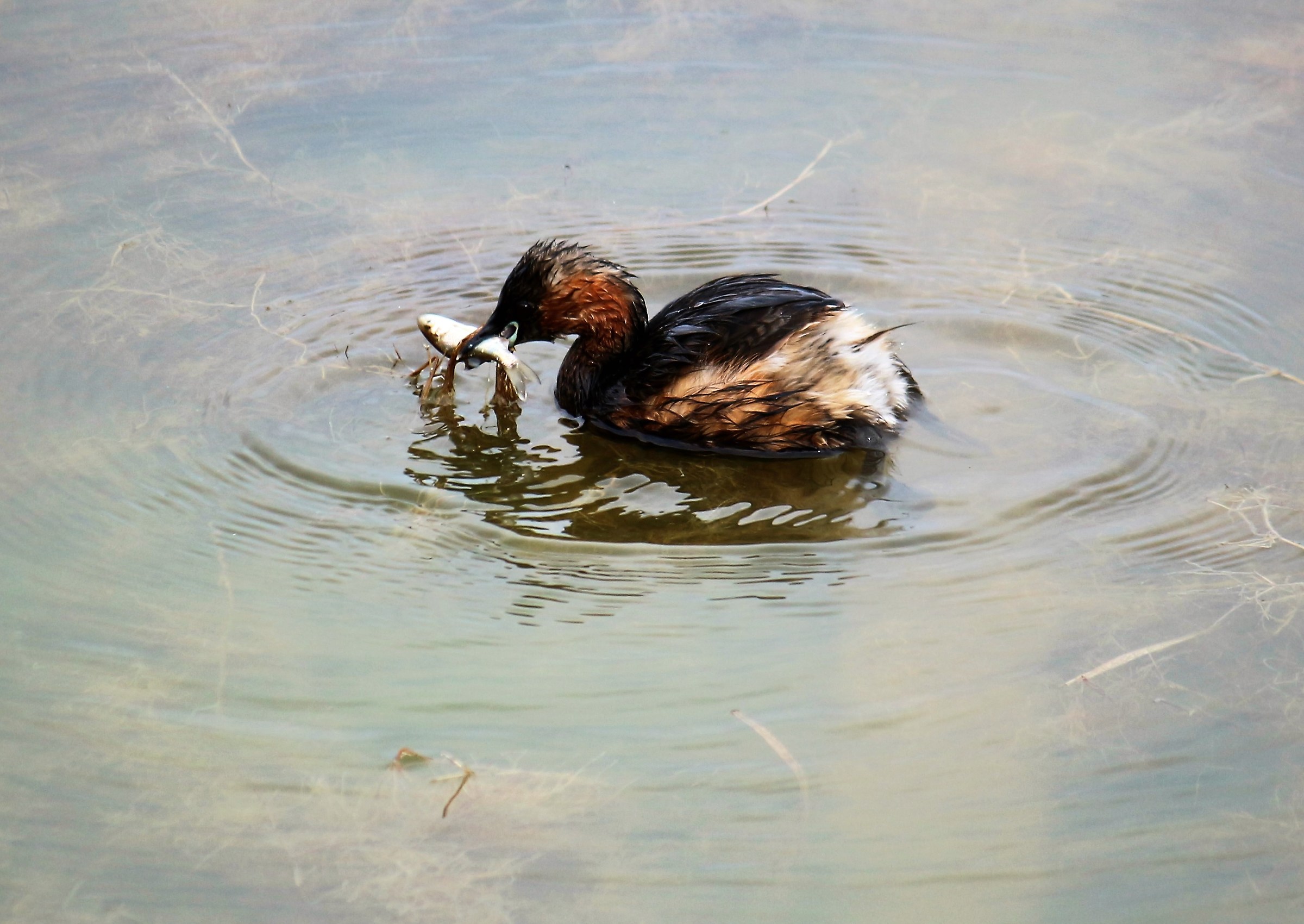 Little Grebe fish today !!!