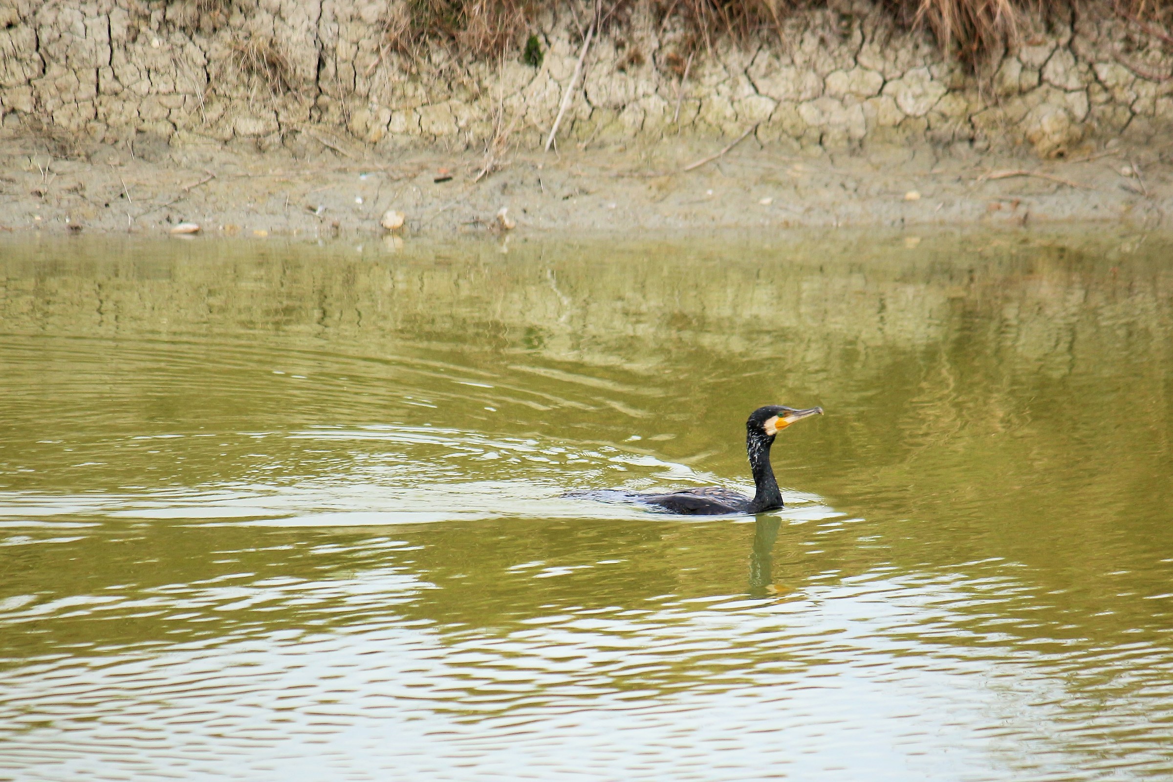 Cormorant