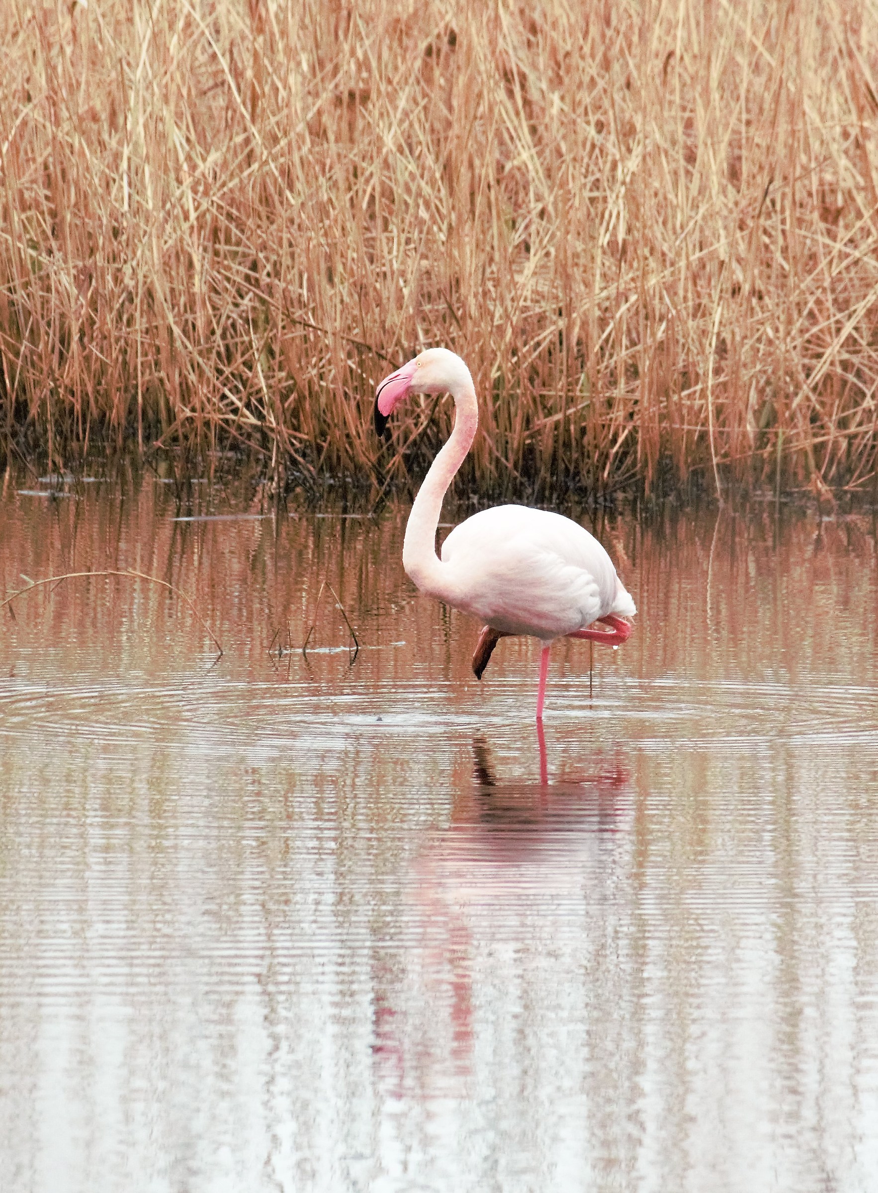 pink flamingo