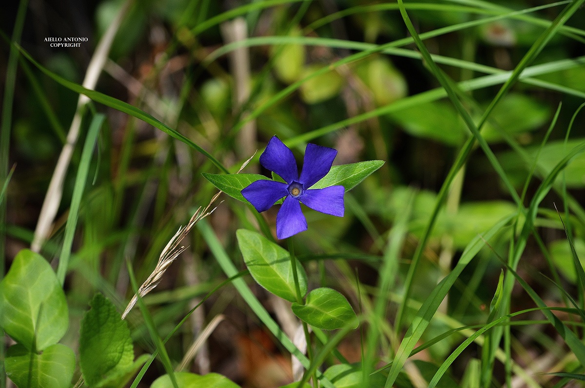 Vinca
