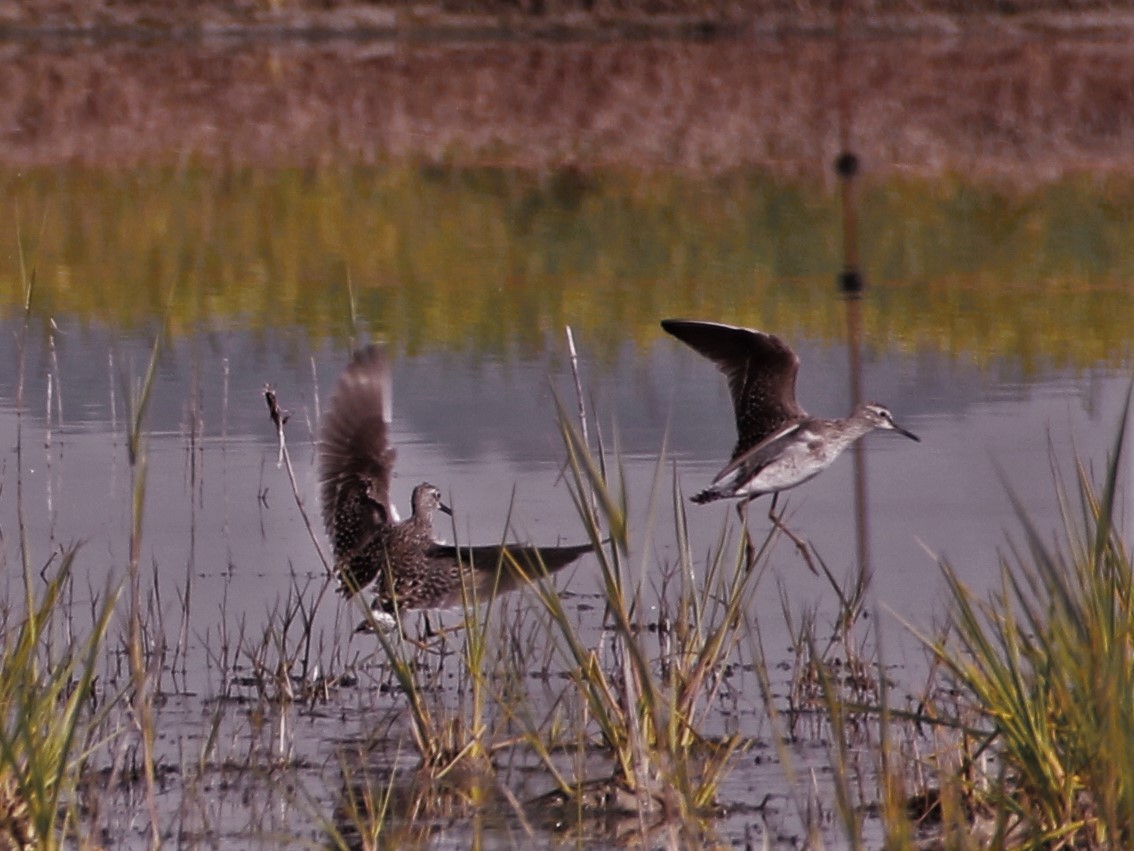 proteggere il territorio