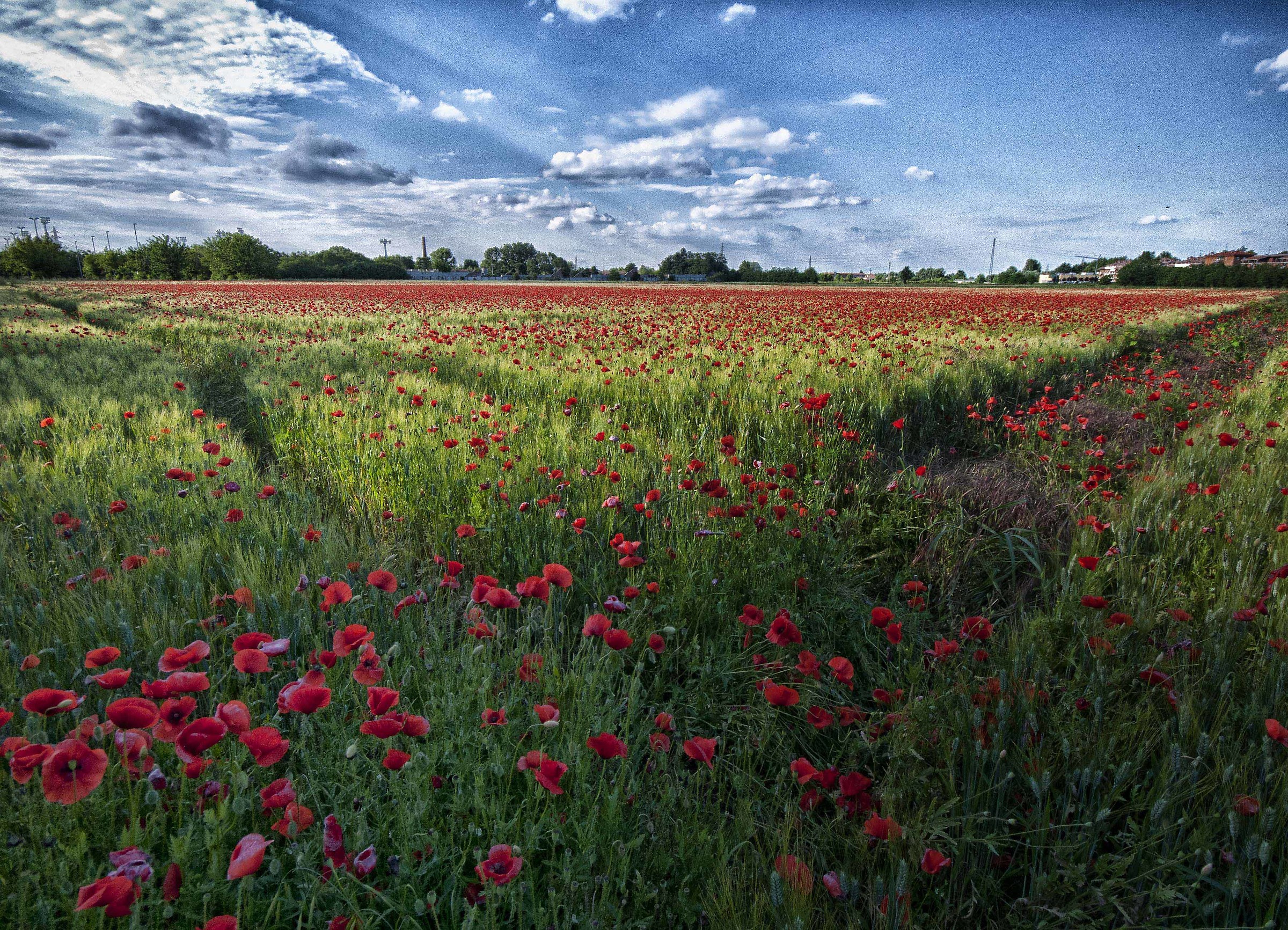 Poppies in wheat