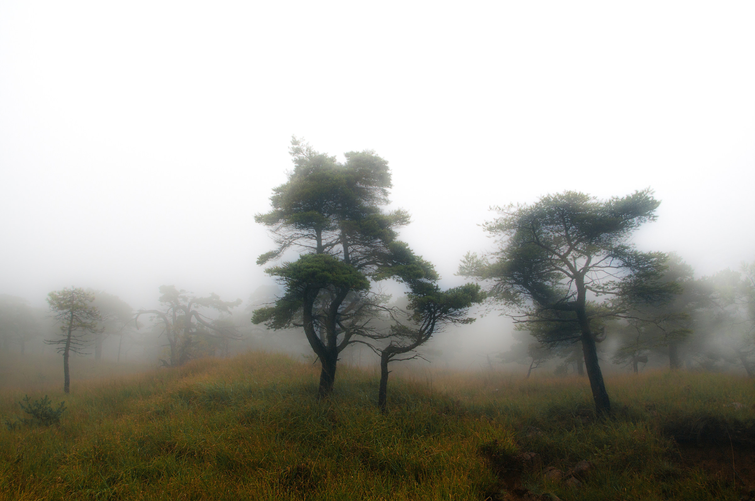 I remember in the fog