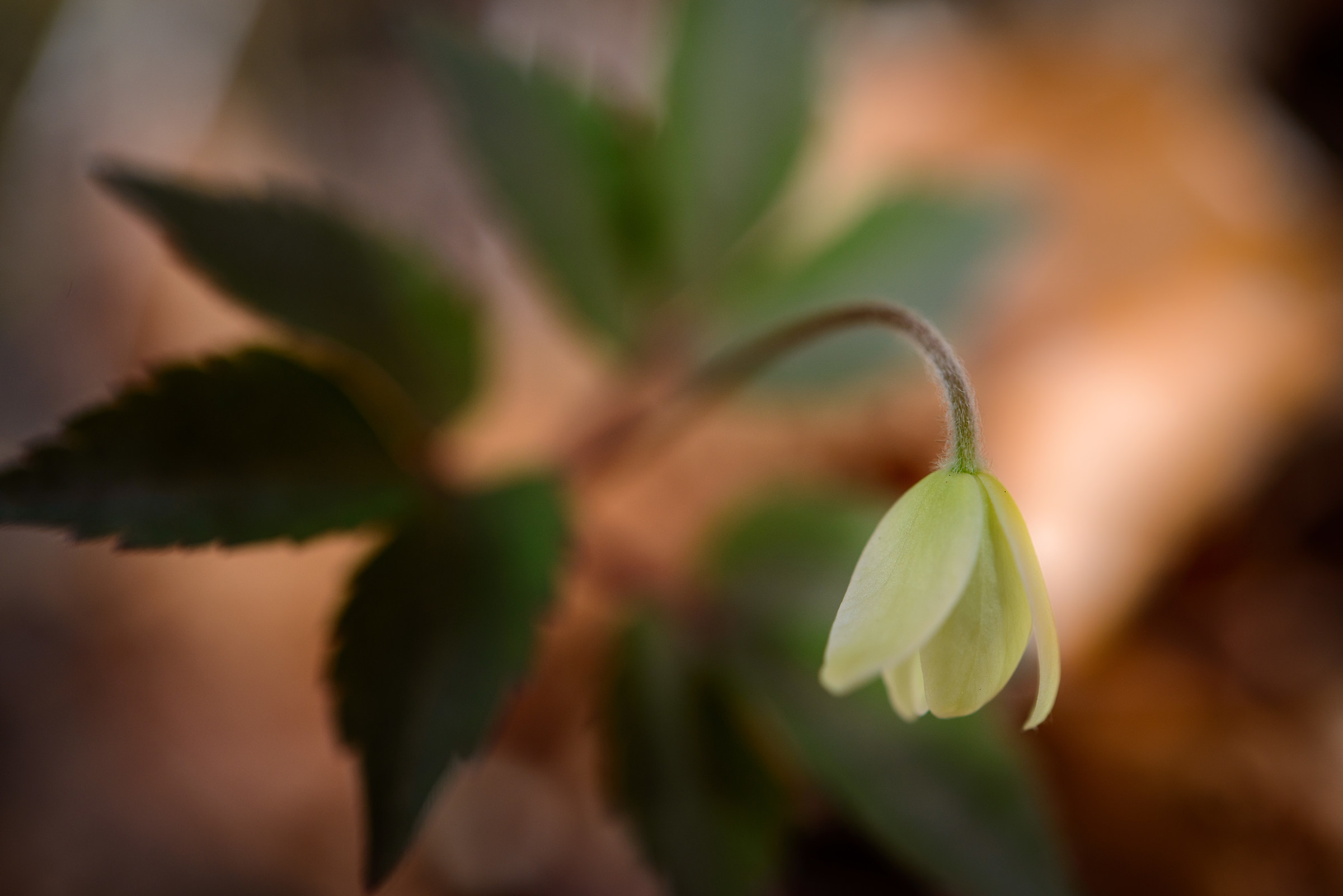 Spring in the undergrowth ...