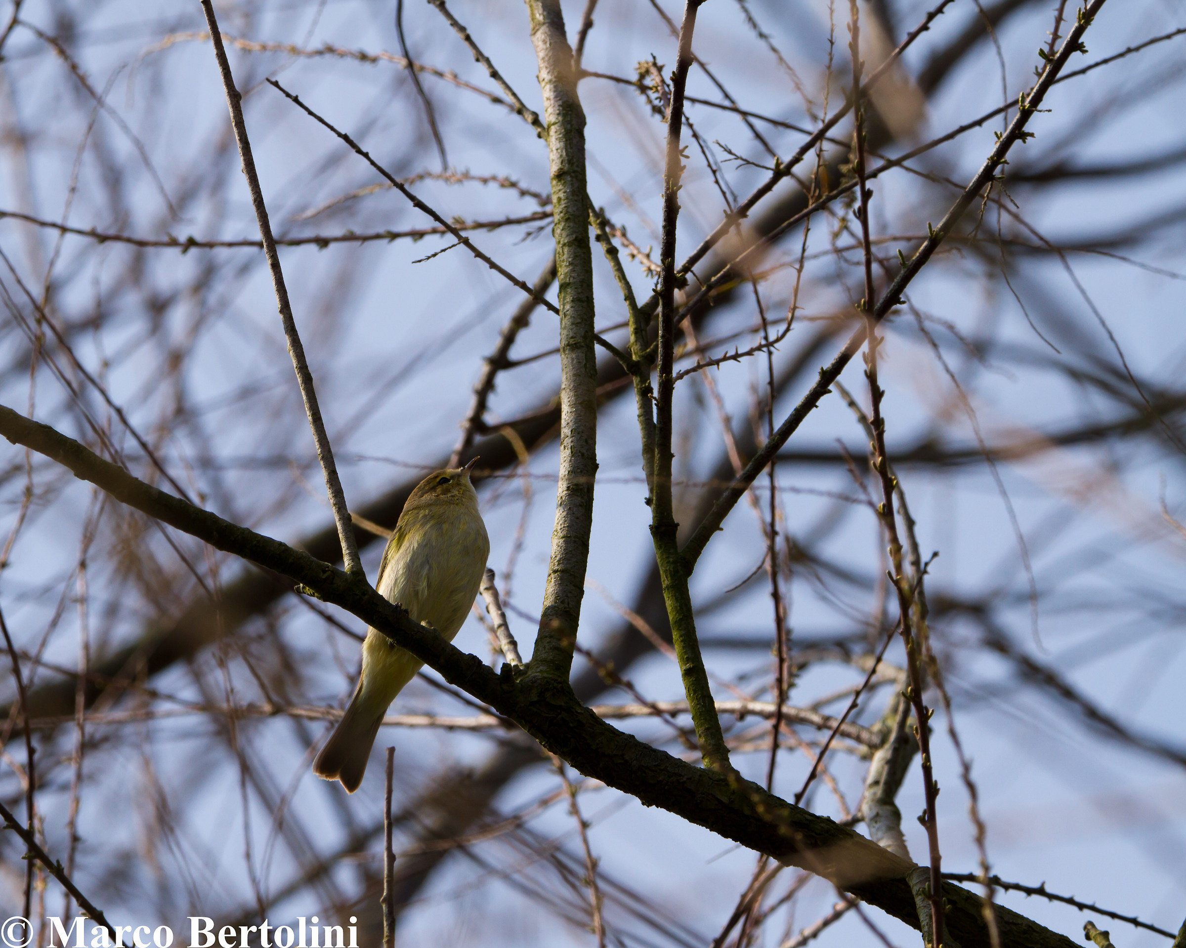 Chiffchaff
