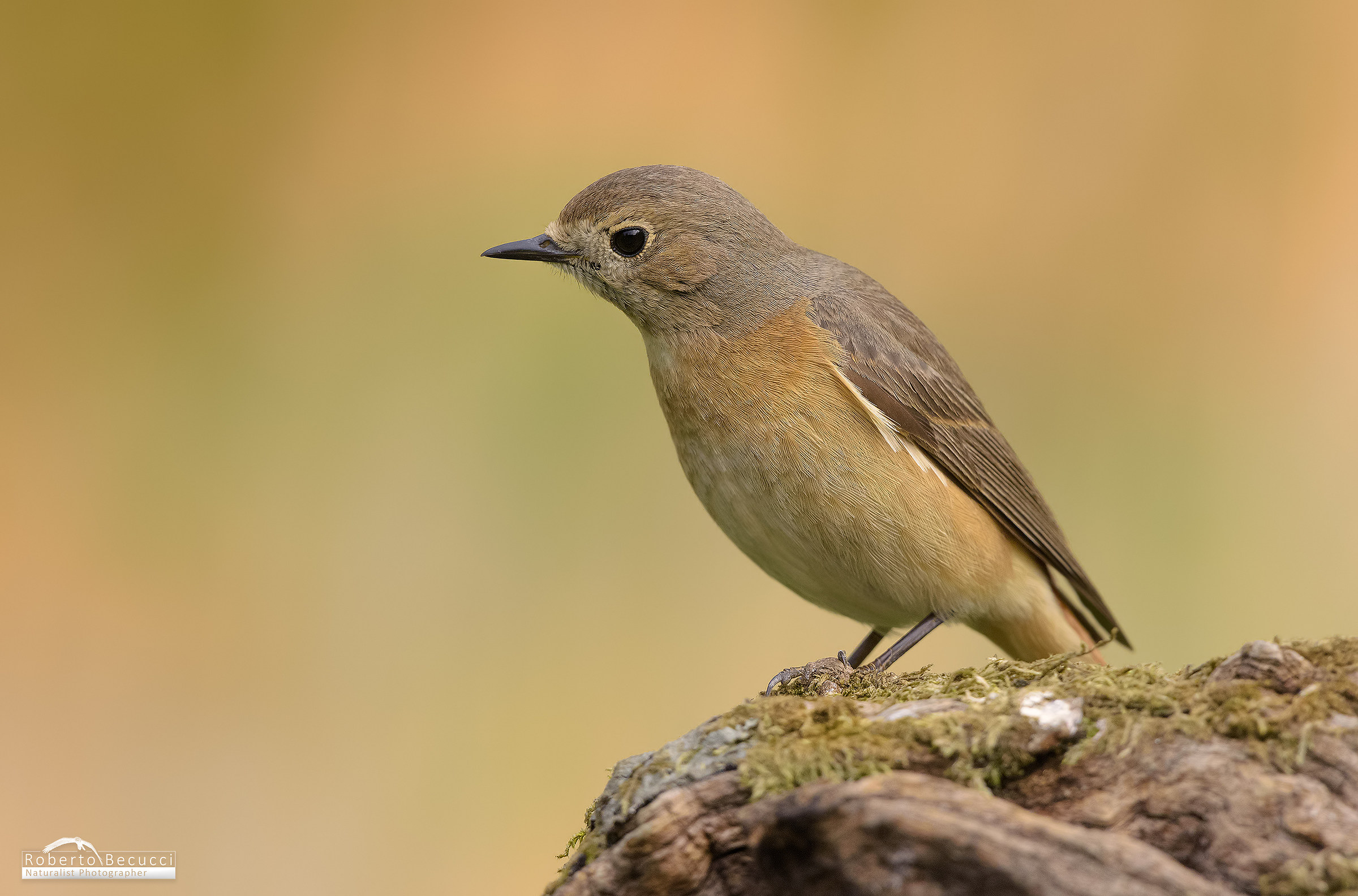 Codirossa al tramonto...