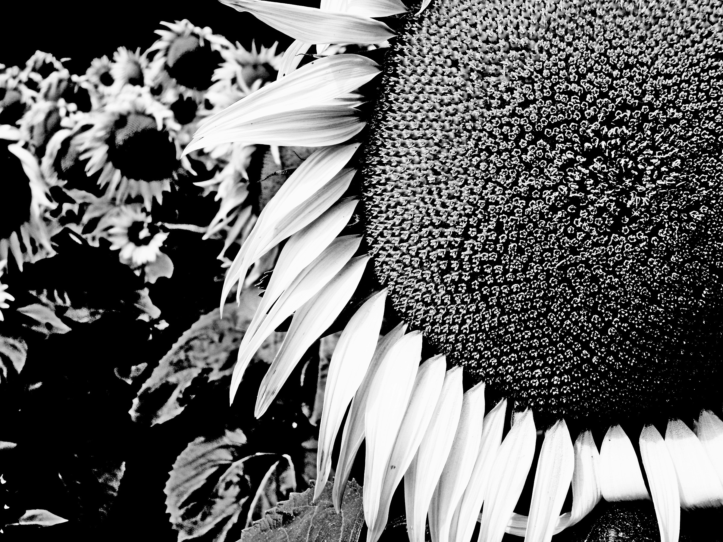 Impact of Sunflower